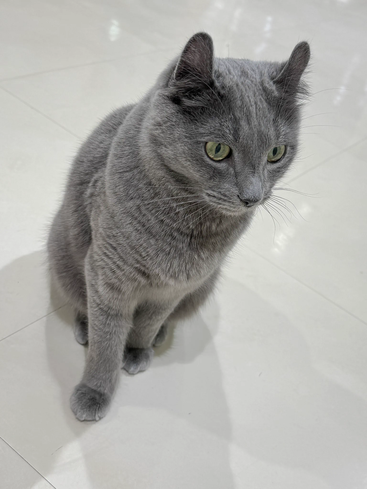 ネコまっしぐら🐈‍⬛🐈‍⬛🐈‍⬛ https://t.co/me0mgTf794