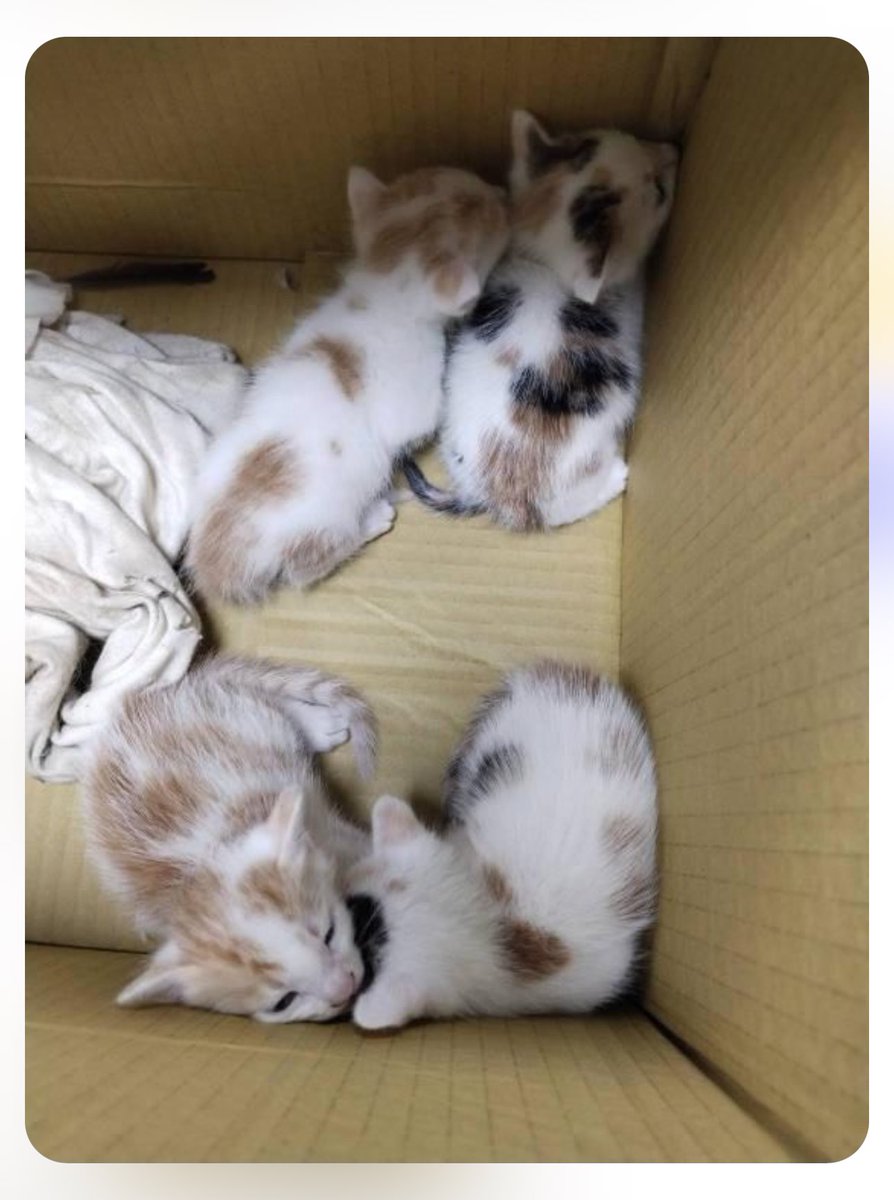 我弟撿的==
求認養 https://t.co/PS3XOB6HAc