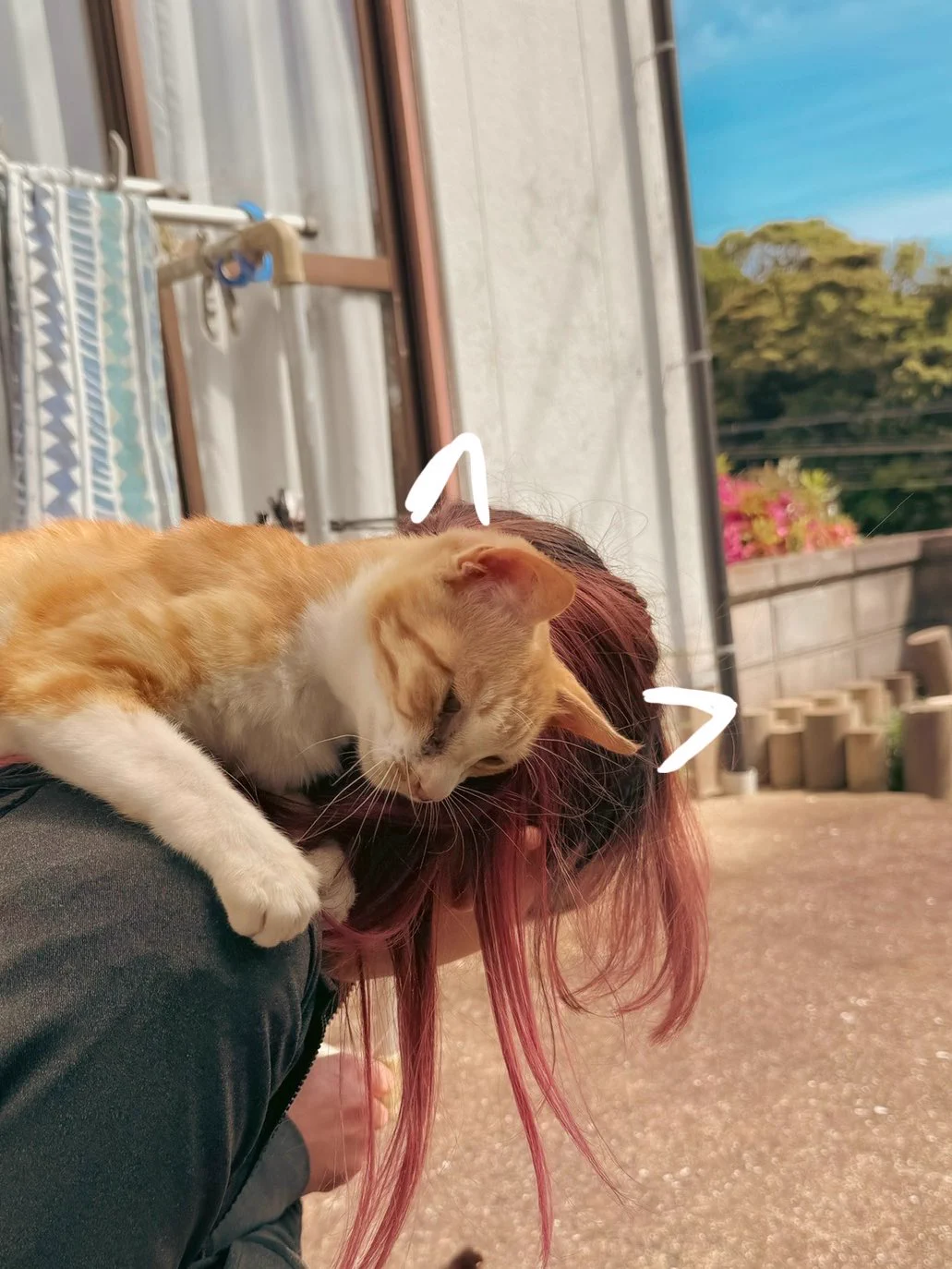 オトモアイルー🐱 https://t.co/WWDd3xLFlw