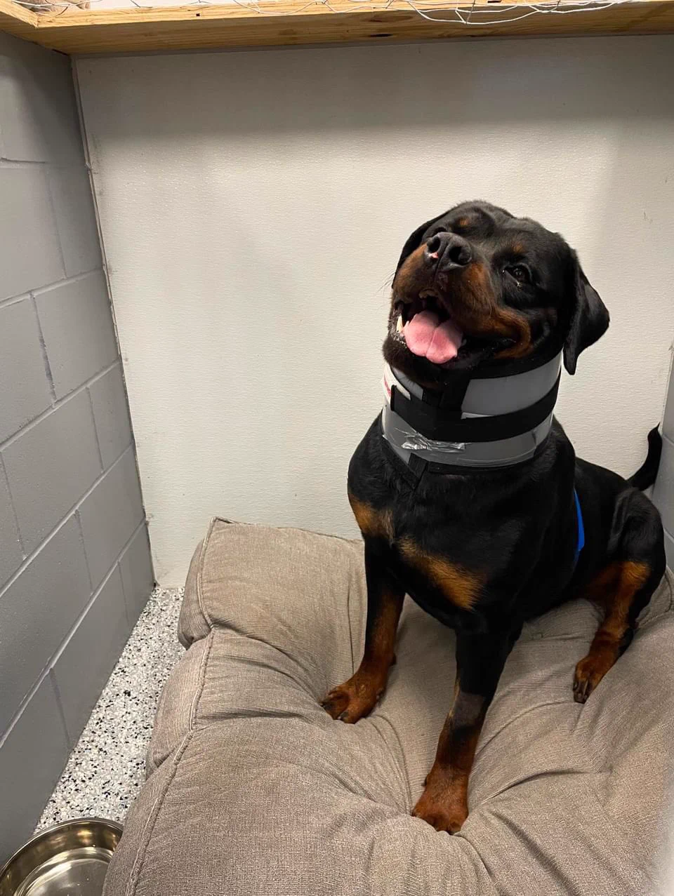 This is Zeus. He miraculously survived a tornado that tossed him across his neighborhood in his crate. When it tore through his town in Nebraska last week with maximum wind speeds of 165 miles per hour, Zeus was inside in his kennel. The sudden cyclone completely flattened their home, but Zeus' crate was found four blocks away with a broken door, and he was found two blocks away patiently waiting on a mattress for help. Rescuers believe the crate saved his life. The pup, who ironically shares a name with the Greek god of the sky, sustained only minor injuries: a scrape on his nose, a few torn toenails, and a sore hind leg. He's recuperating at a local boarding facility free of charge while his family works to rebuild their home. His caretakers say he's in great spirits despite everything he's been through. 14/10