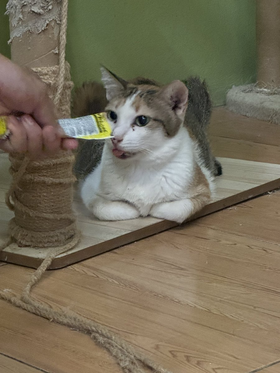 น้อนๆที่นี่น่ารักมาก🩷

พีชได้นำเงินที่ได้ทิปและค่าเอ็นดูเล็กๆน้อยๆจากลูกค้ามาซื้ออาหารสัตว์ทั้งหมดนี้ราคาประมาน3500นิดๆค่า🙏🏻🙏🏻 https://t.co/NLt4VFD8y3