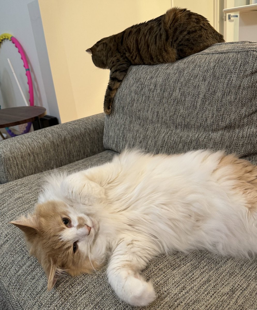 5月5日(土) 明日は福岡！💗✨
ユーコーラッキー37大宰府店さまにいきます！
実践時間
10:00-16:00(休憩12:30-13:30)
⭐︎サイン(色紙ご用意しております)
⭐︎ツーショット1枚
GWもあと少し！元気に楽しんでいきましょ〜！✨✨
ぜひお気軽にお越しください😊💚

#PR https://t.co/rprM11i5Lk