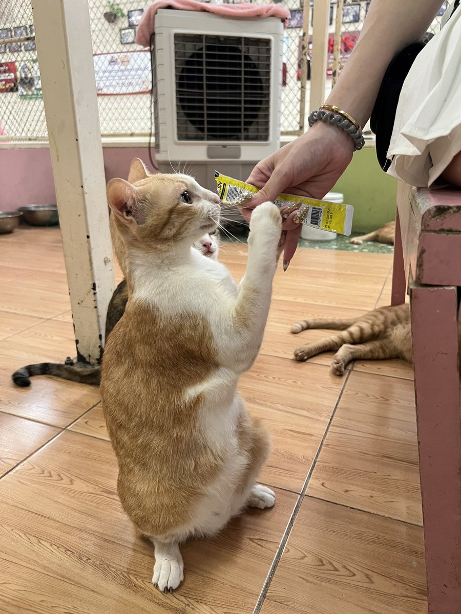 น้อนๆที่นี่น่ารักมาก🩷

พีชได้นำเงินที่ได้ทิปและค่าเอ็นดูเล็กๆน้อยๆจากลูกค้ามาซื้ออาหารสัตว์ทั้งหมดนี้ราคาประมาน3500นิดๆค่า🙏🏻🙏🏻 https://t.co/NLt4VFD8y3