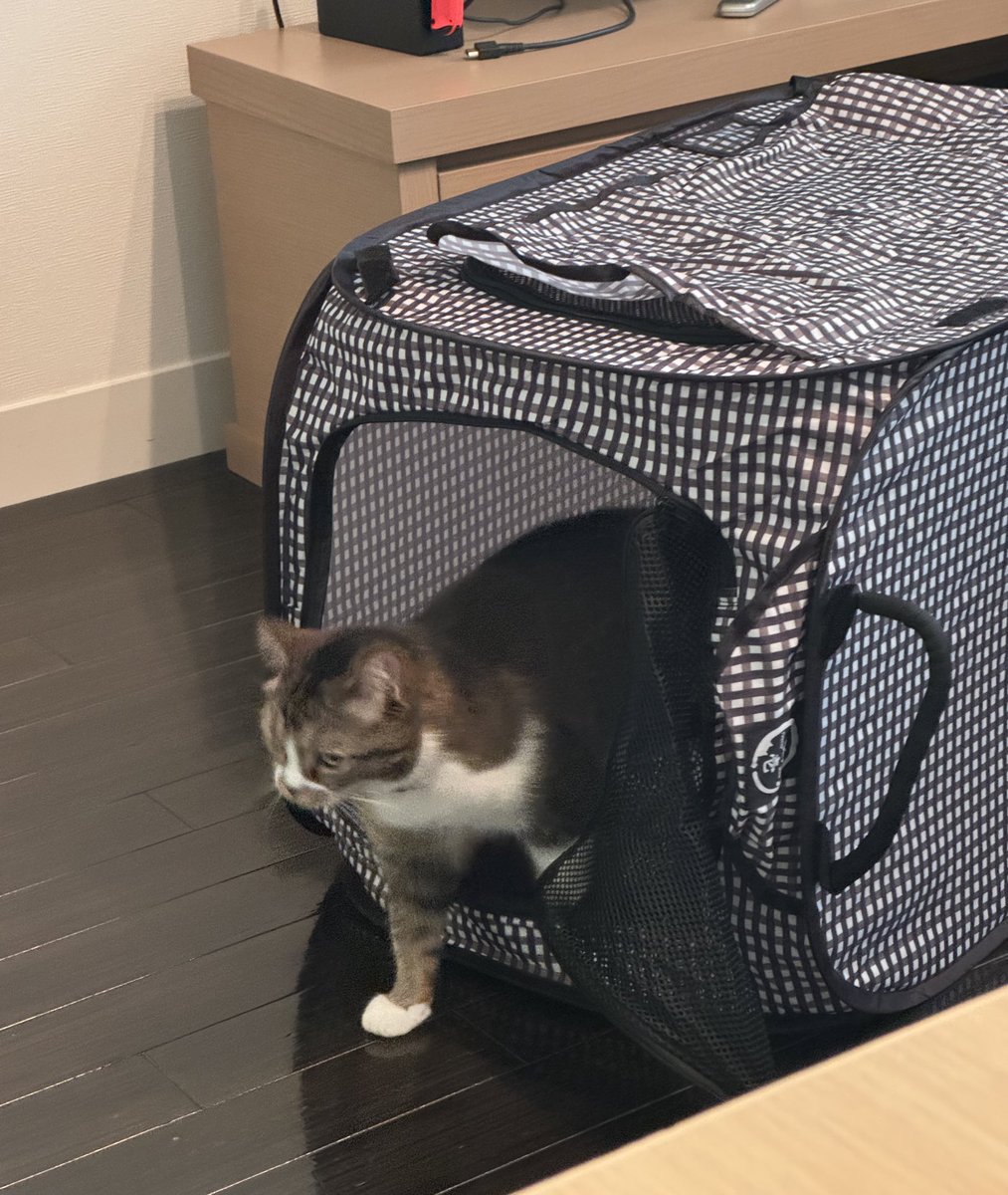 ごまおは https://t.co/Nfcn8FVqPC