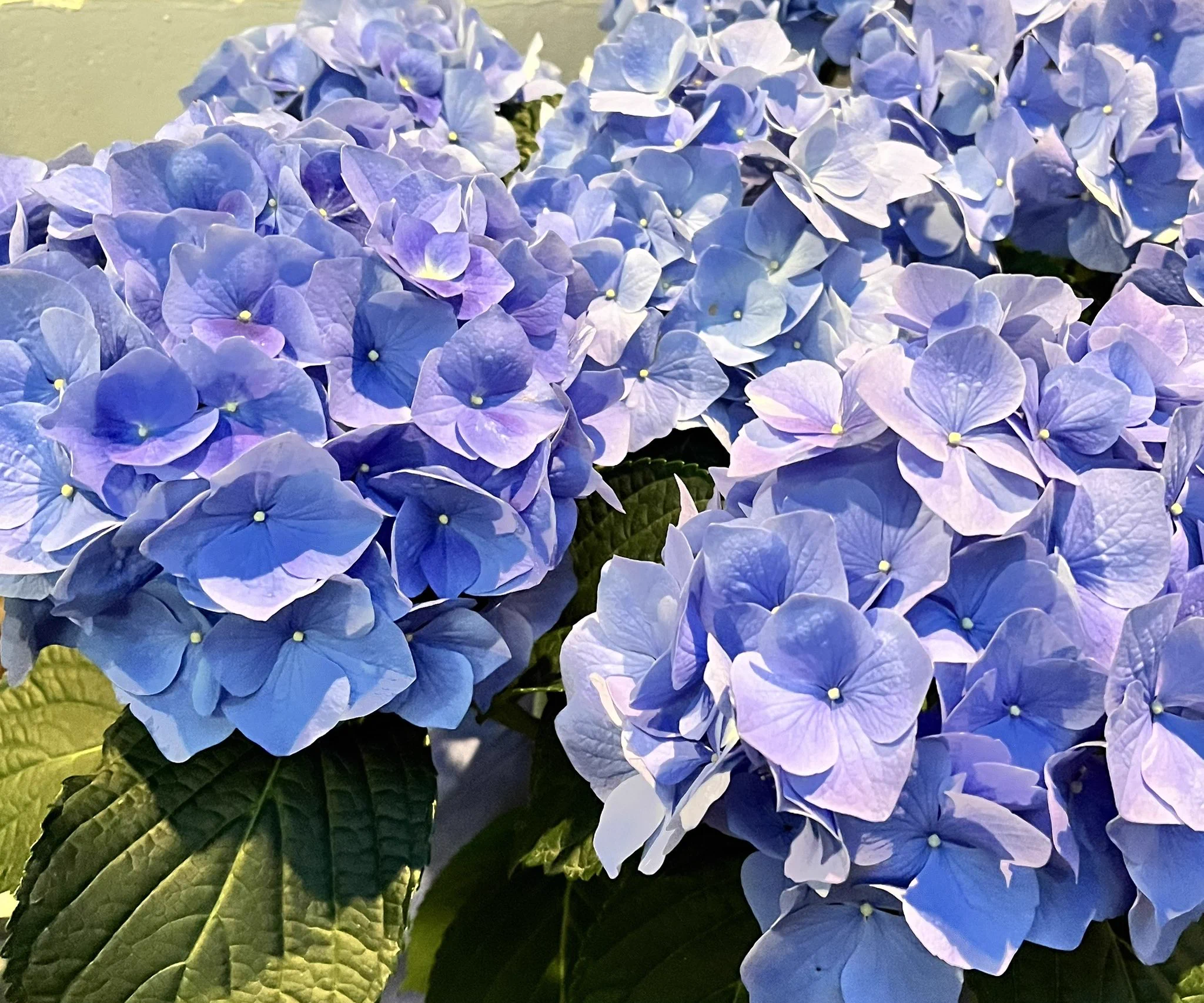 紫陽花きれいでした^_^ https://t.co/vEor335F8L