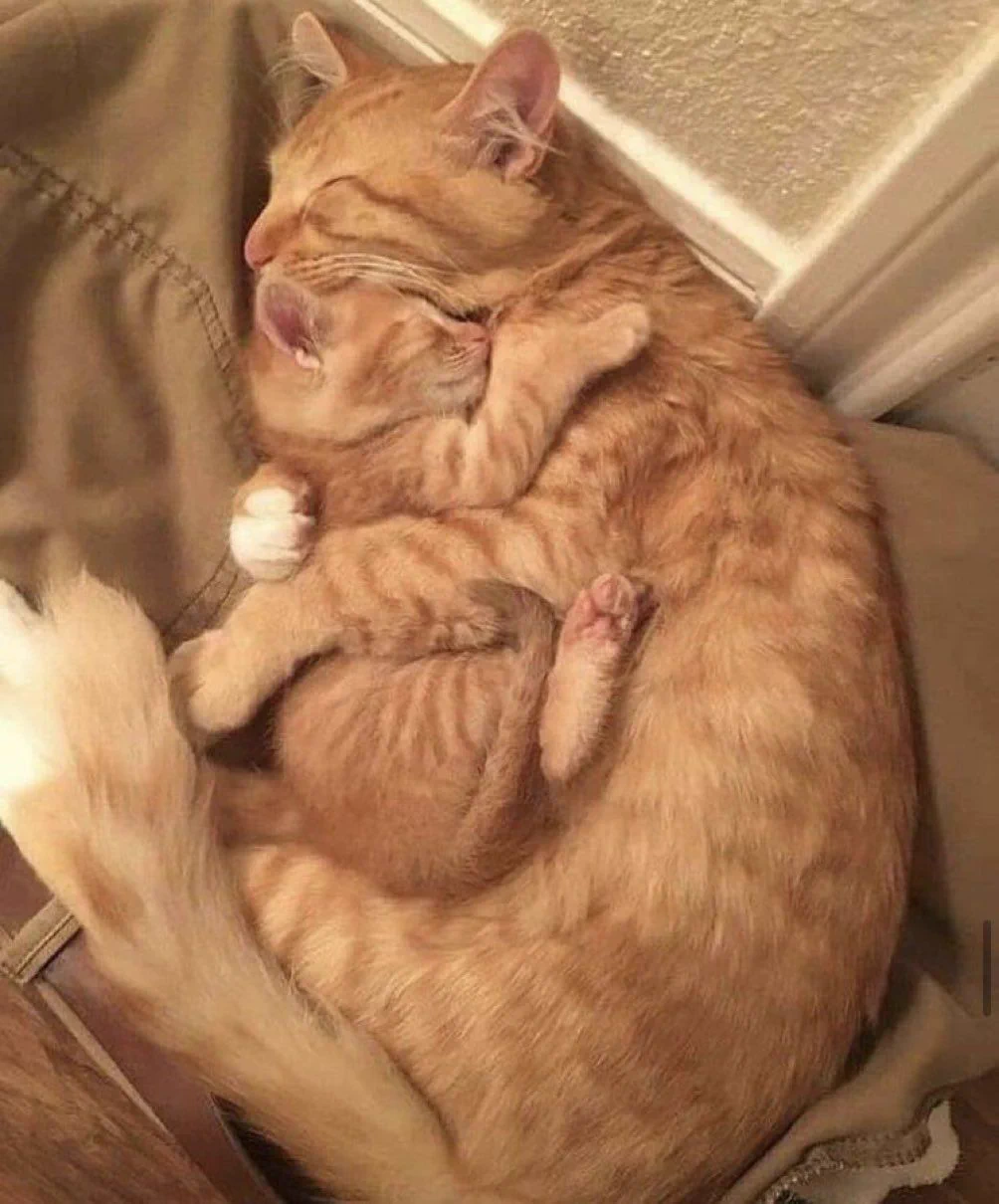 Mother love 🧡 https://t.co/KU14Ed1zkg