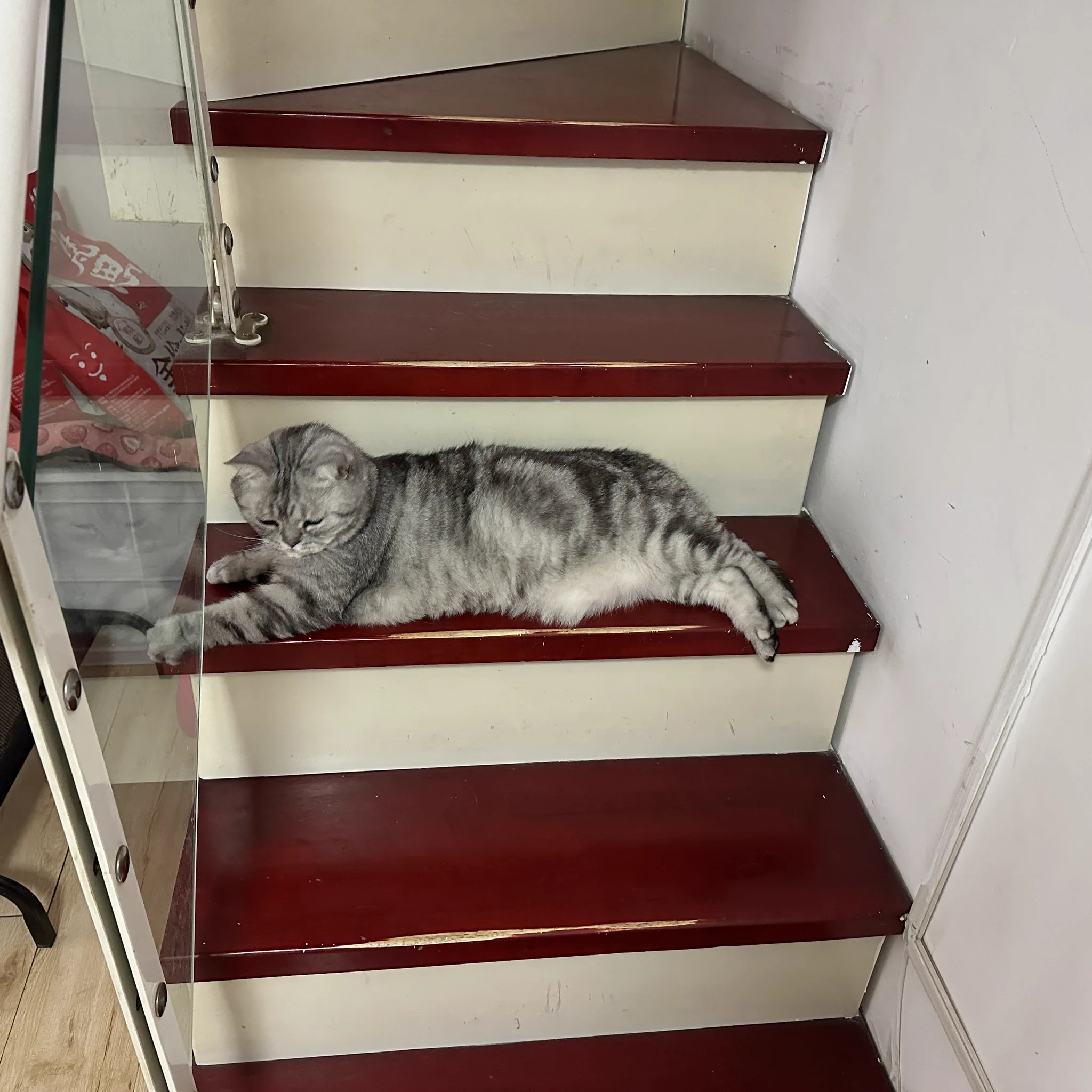 一阶猫 https://t.co/D2IIxTkIjP
