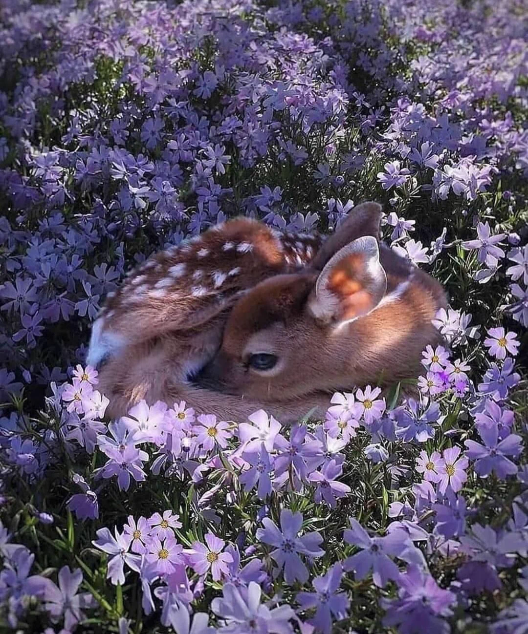 Adorable little fawn 💜 https://t.co/9izR5yetaj