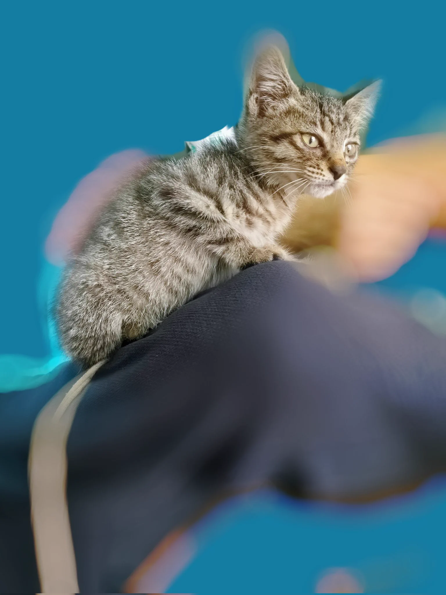好好好连小猫都嫉妒上了
那可是我都没趴过的腿啊！！！！
你怎么顺着裤脚就爬上去了！！！！
给我下来！！！！
换我上😭😭😭😭 https://t.co/hvYaW4cHag