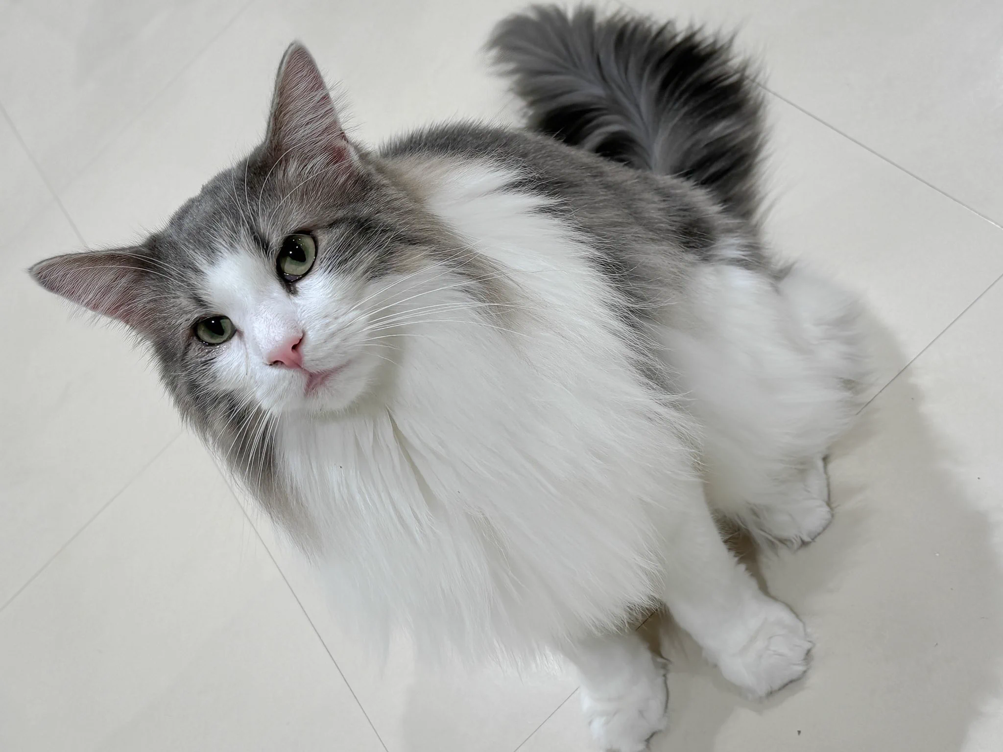 ヌッコ見て元気になろう🐈 https://t.co/ndbvWqnsoI