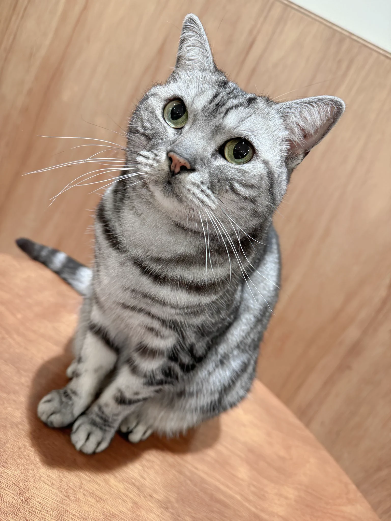 ヌッコ見て元気になろう🐈 https://t.co/ndbvWqnsoI