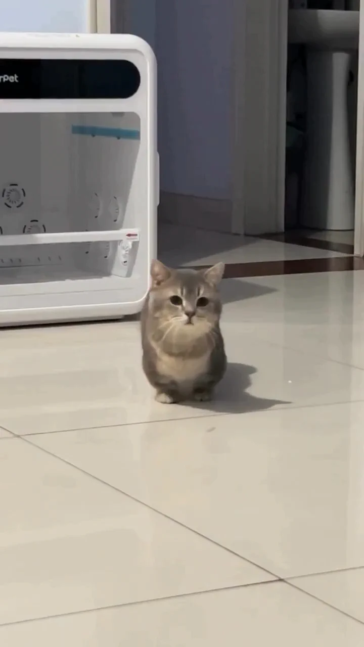 too cute 😽💕 https://t.co/uQc4B2YlhB