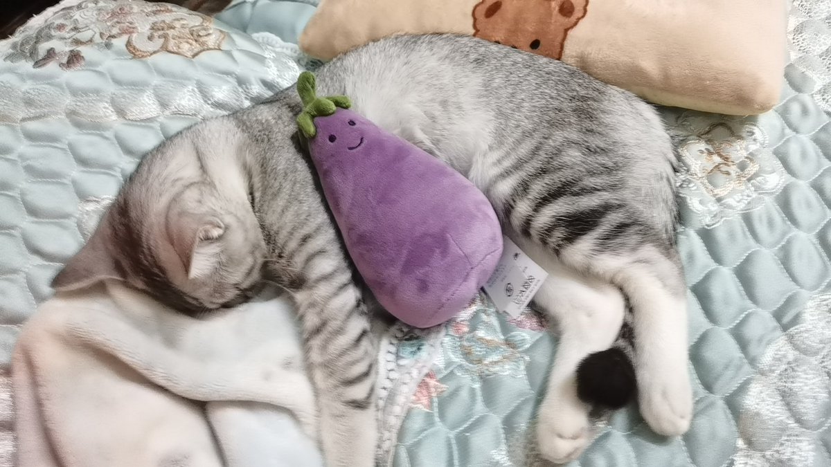 茄子和猫 https://t.co/MsoYKQfLtp