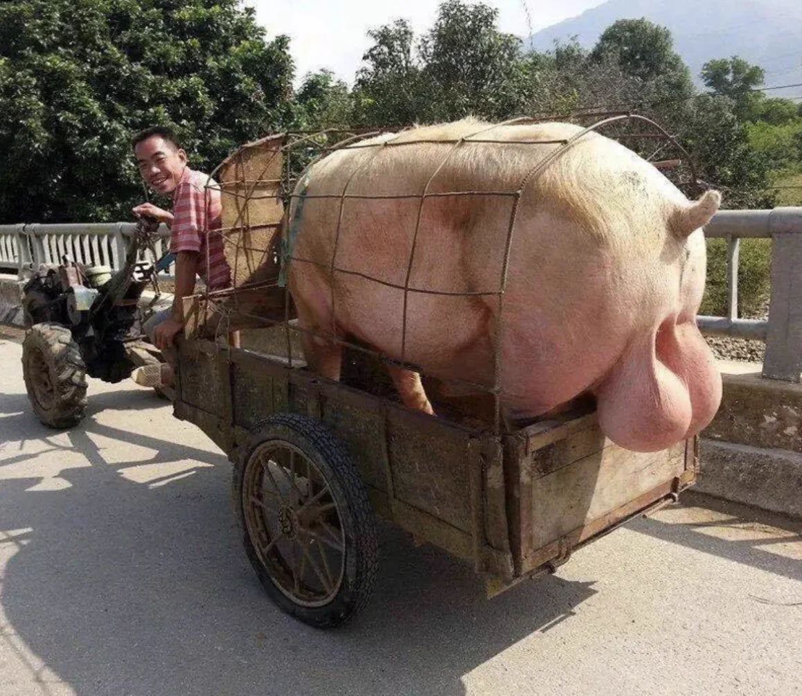 @hzhbff34 @chunmomo0127 那你要憋成种猪了
未来我将继续埋没她的美
今年的计划排到12月了 https://t.co/fGlp3vzVQ4