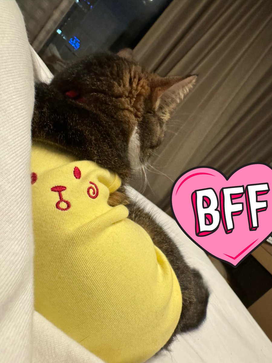 ごまみが寄り添う夜🌉 https://t.co/4dDdwvlEEM