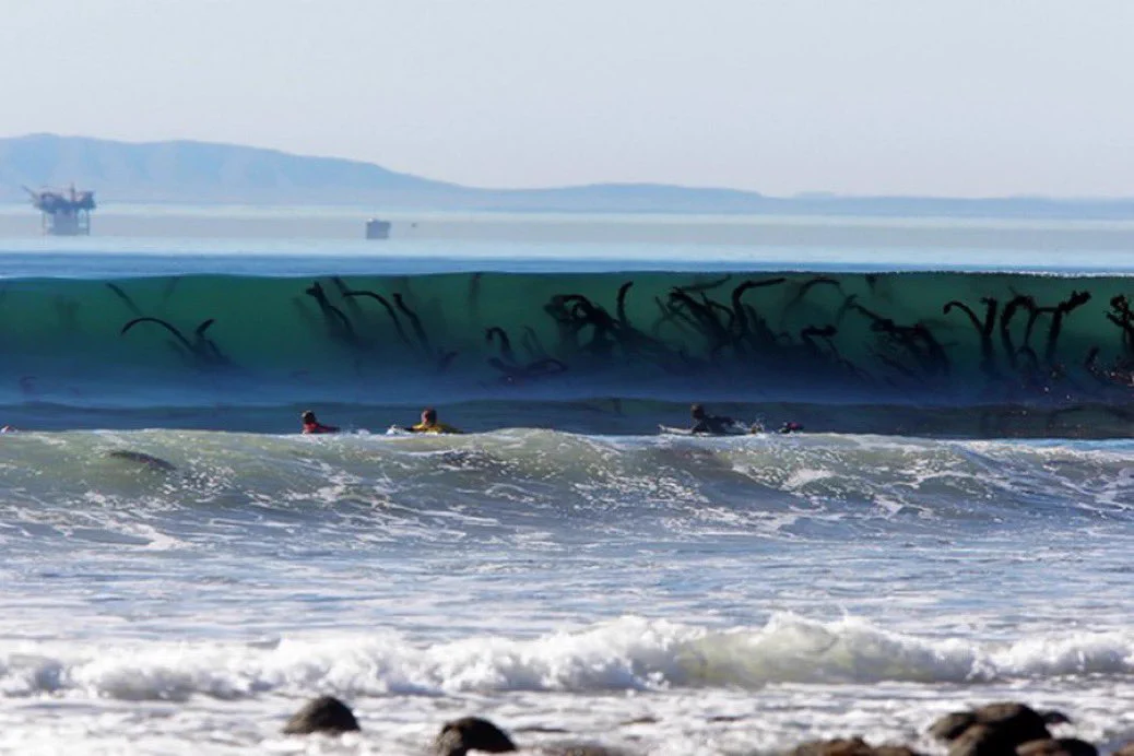 @AMAZlNGNATURE That’s most likely Seaweed.  

It was probably ripped from the seabed by a strong storm and ended up inside the wave.  

They look even creepier when lots of them are picked up by one…
https://t.co/Msyqwc9uV6