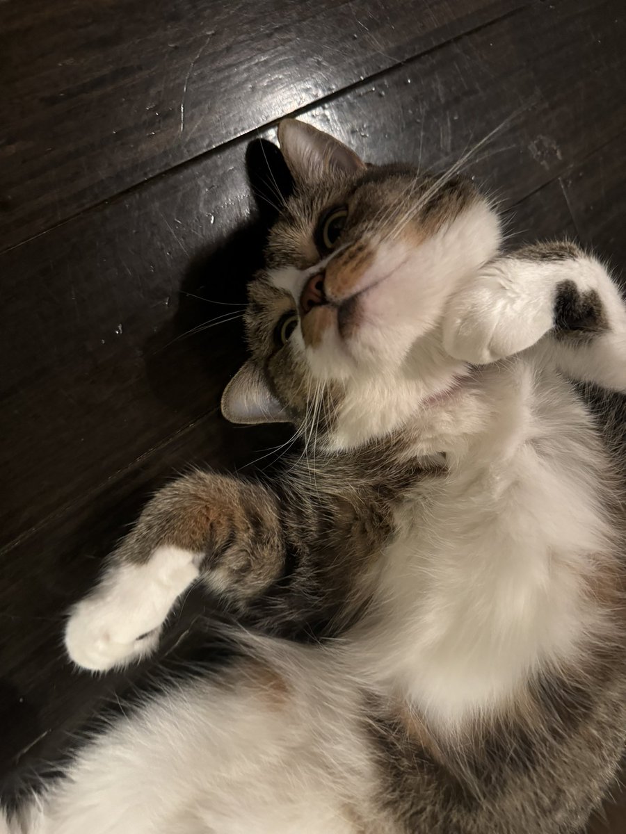 おそごま https://t.co/SheinF3Yw6