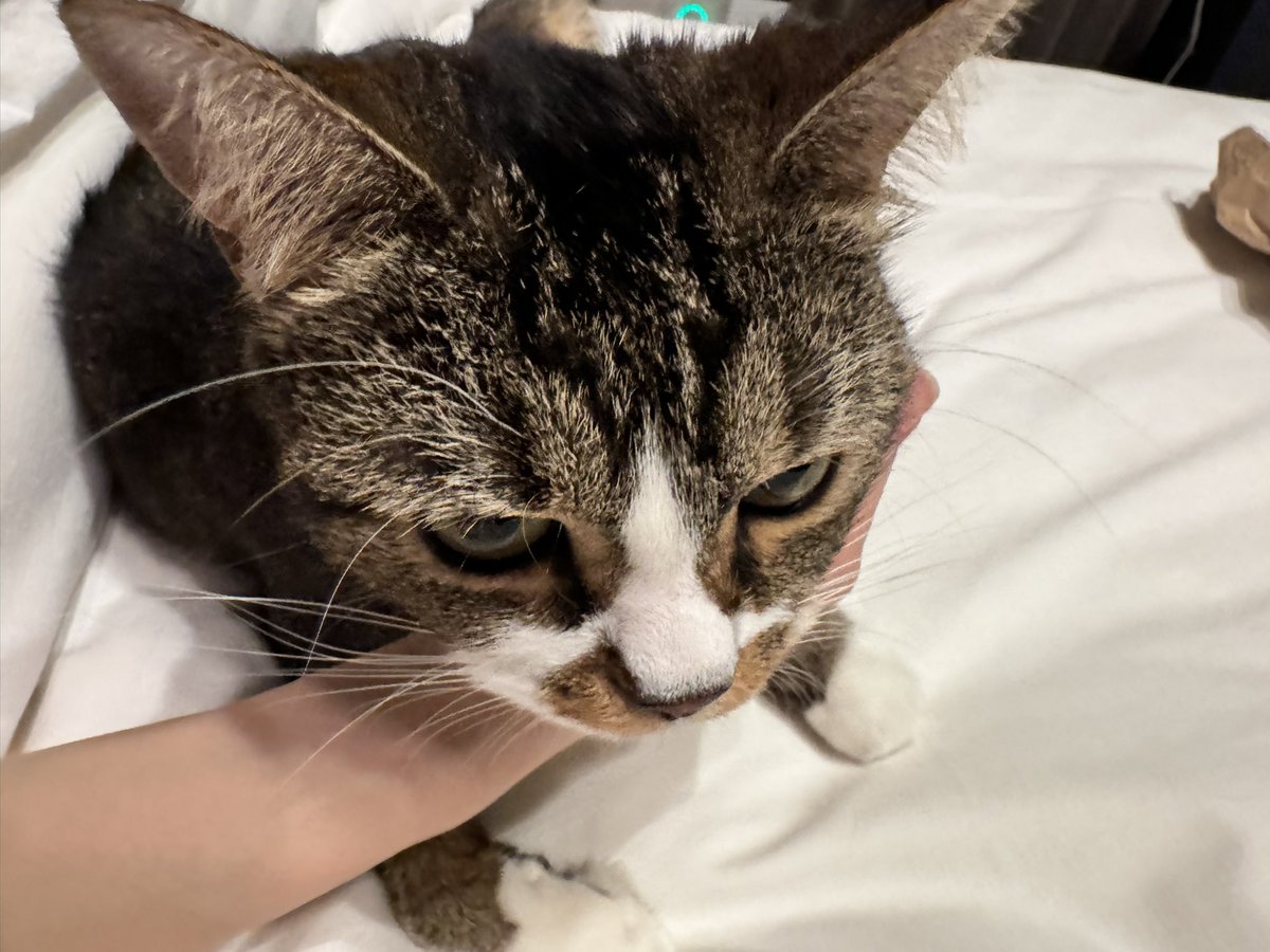 おそごま https://t.co/MY7PkmAiTh