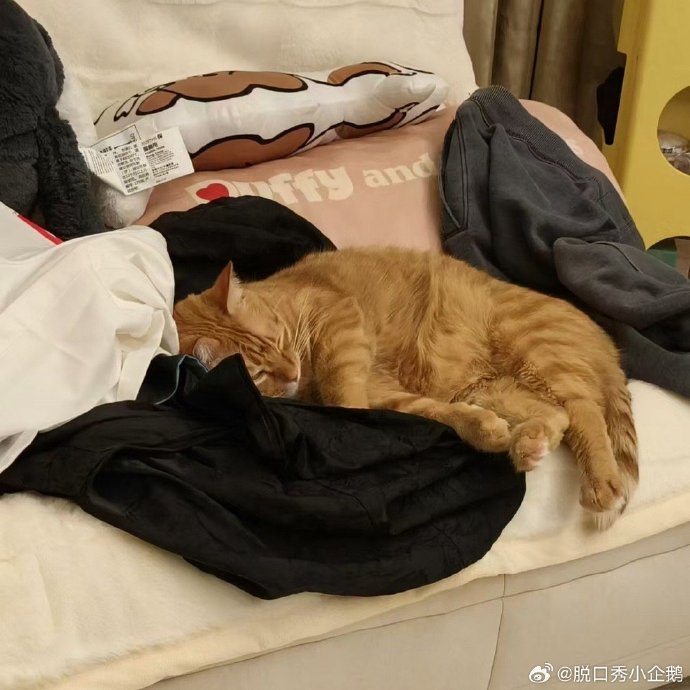 要不……你去猫咖打工吧……🐱 https://t.co/zHalaJARdf