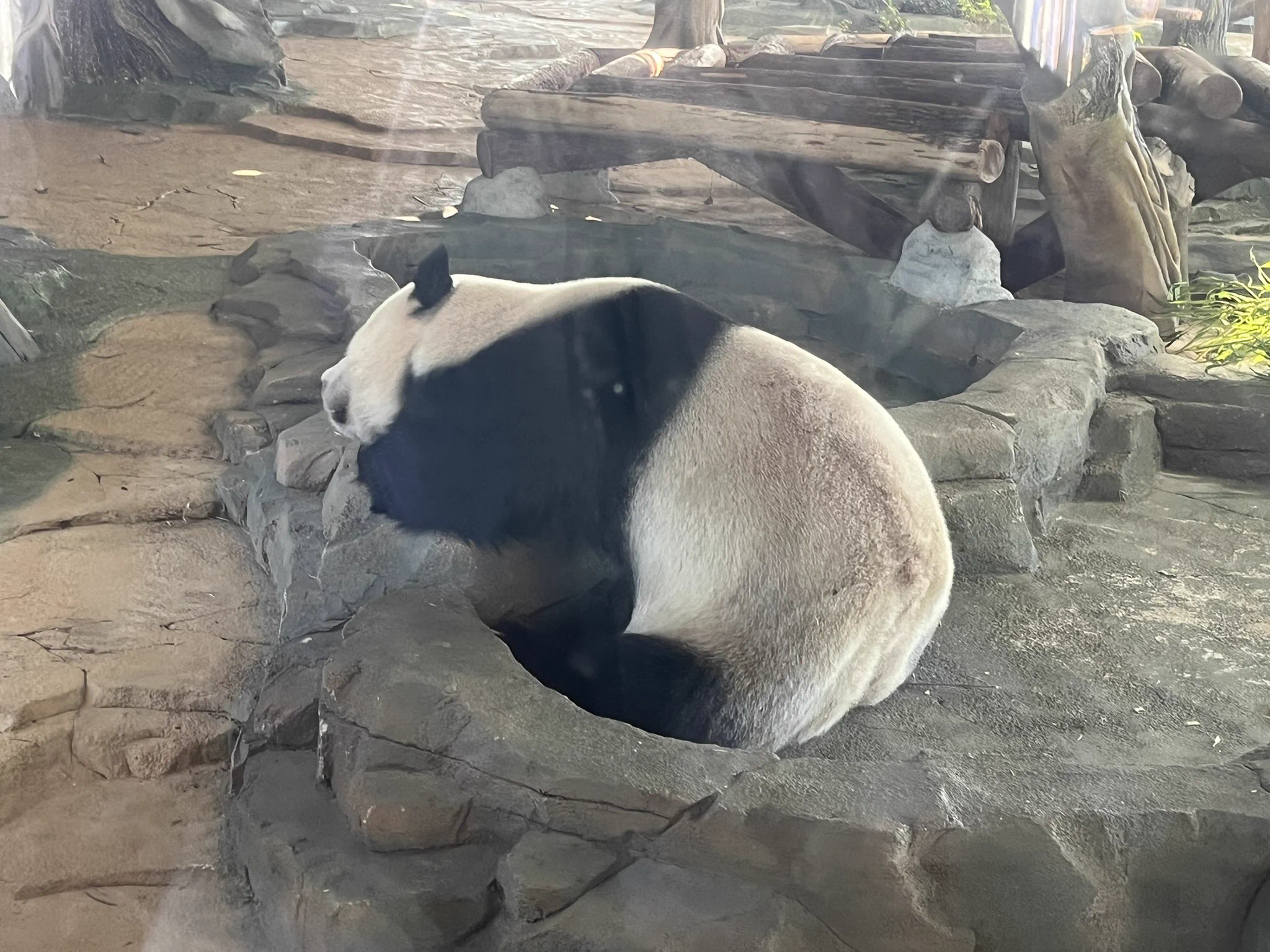敲可爱的🐼 https://t.co/4xQJTx8yOd