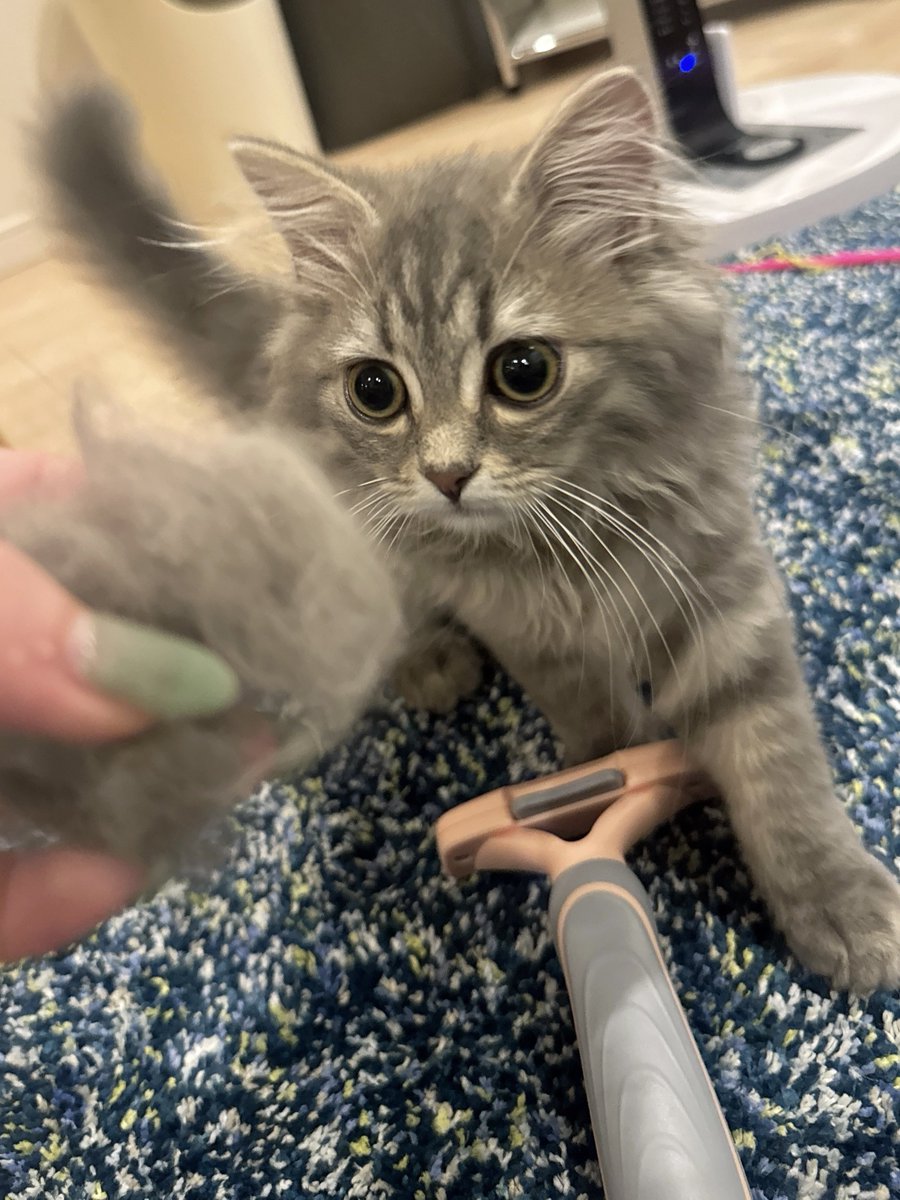 @0q_xney しし毛..... https://t.co/R4dJcRUFR8