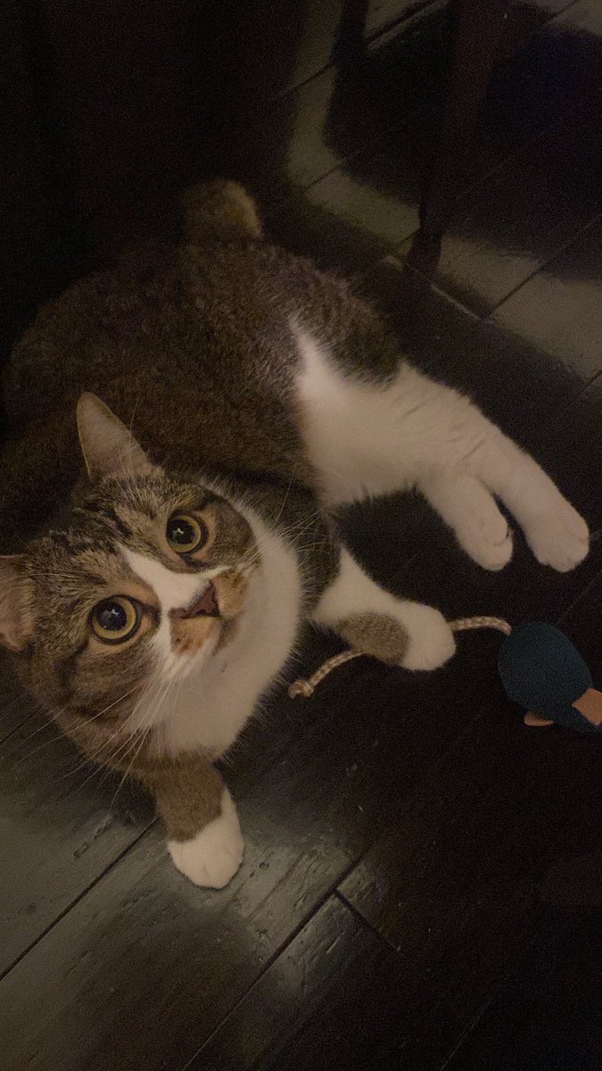 おそごま🐱 https://t.co/fwzmcjbKMQ