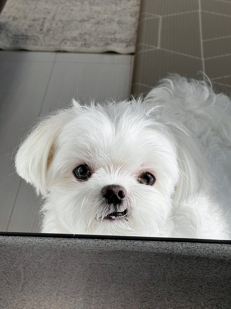 弟の朝ごはんを狙う顔がかわいい https://t.co/3sMewNThTc