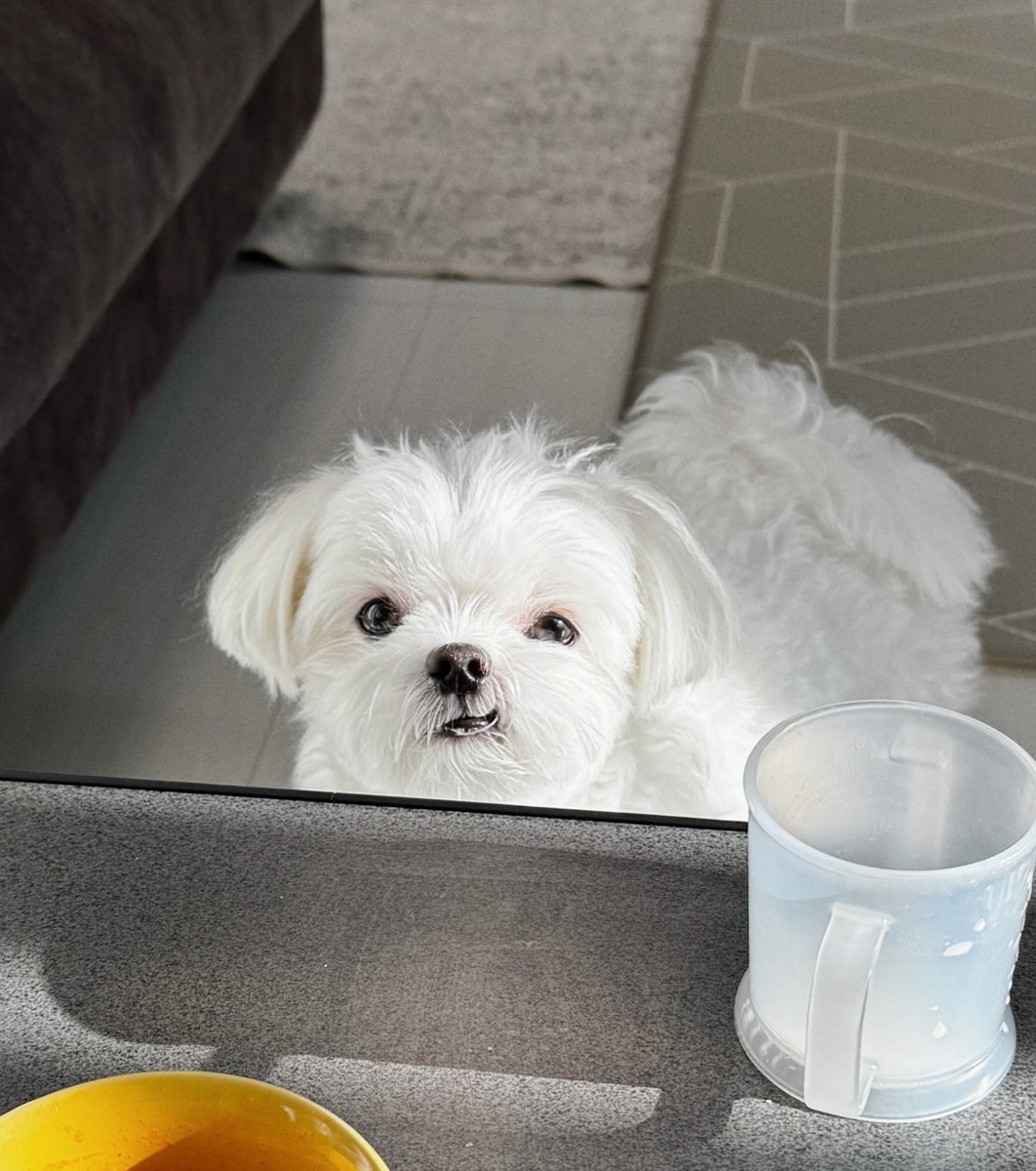 弟の朝ごはんを狙う顔がかわいい https://t.co/3sMewNThTc