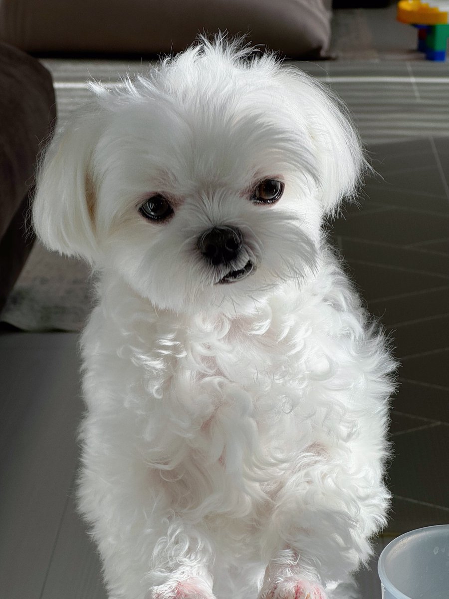 弟の朝ごはんを狙う顔がかわいい https://t.co/3sMewNThTc