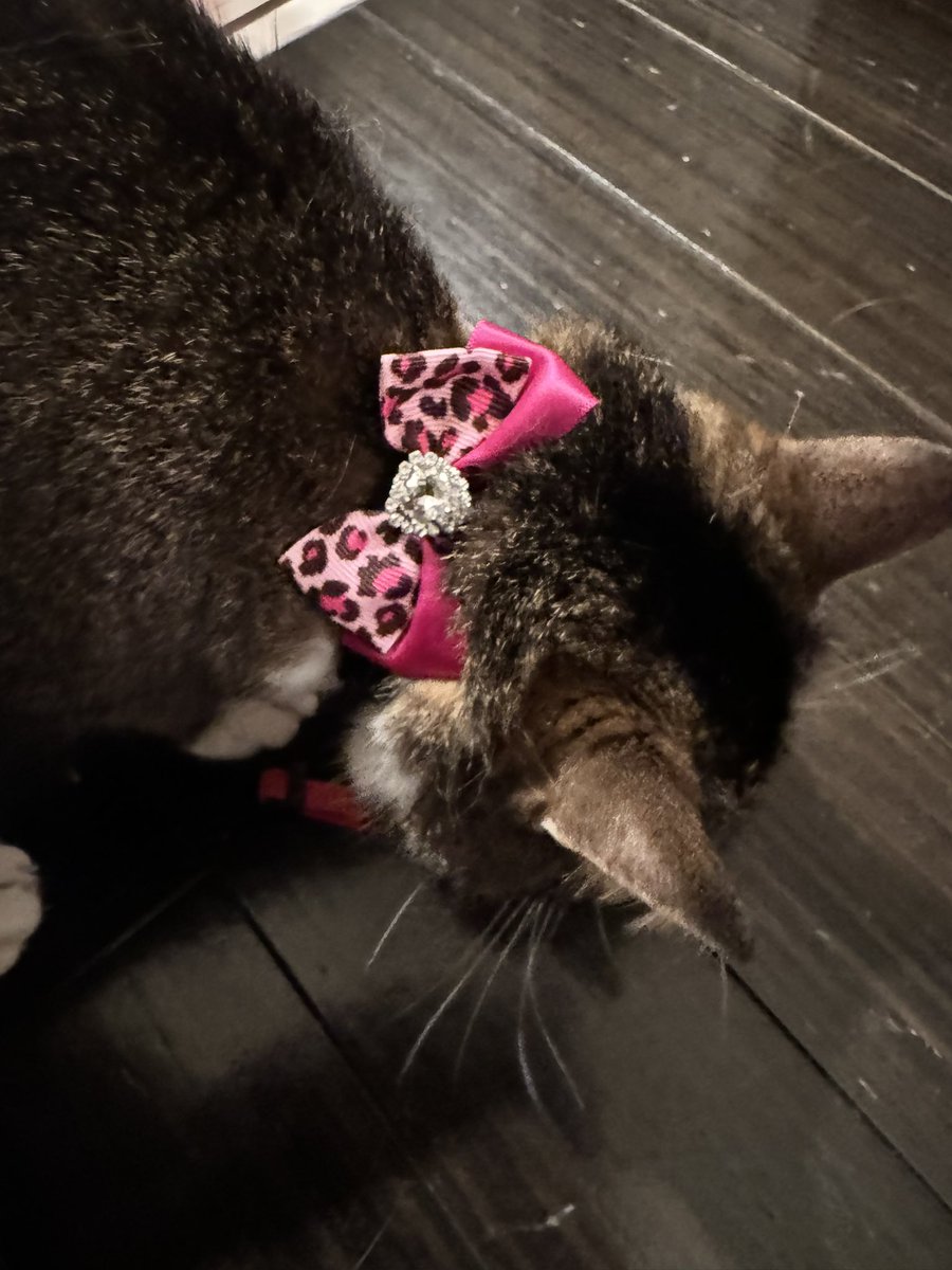 おはごま🐱🍪 https://t.co/fZwETsojsx