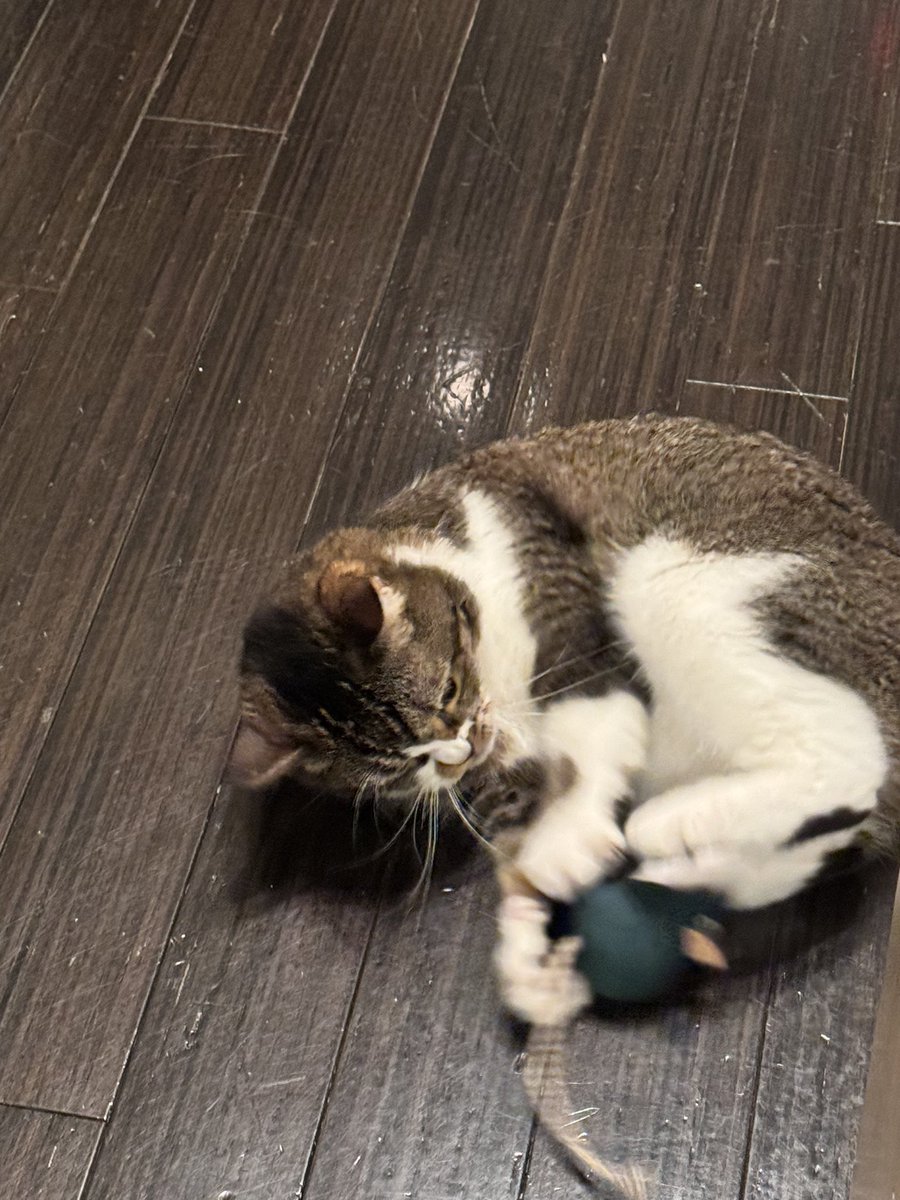 おはごま https://t.co/AvkKr1C2CZ