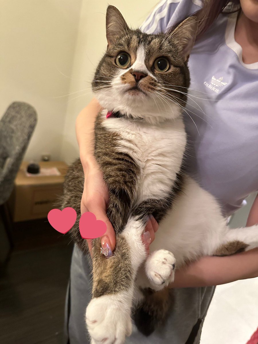 おはごま〜🐱 https://t.co/vb5Zw3fJUk