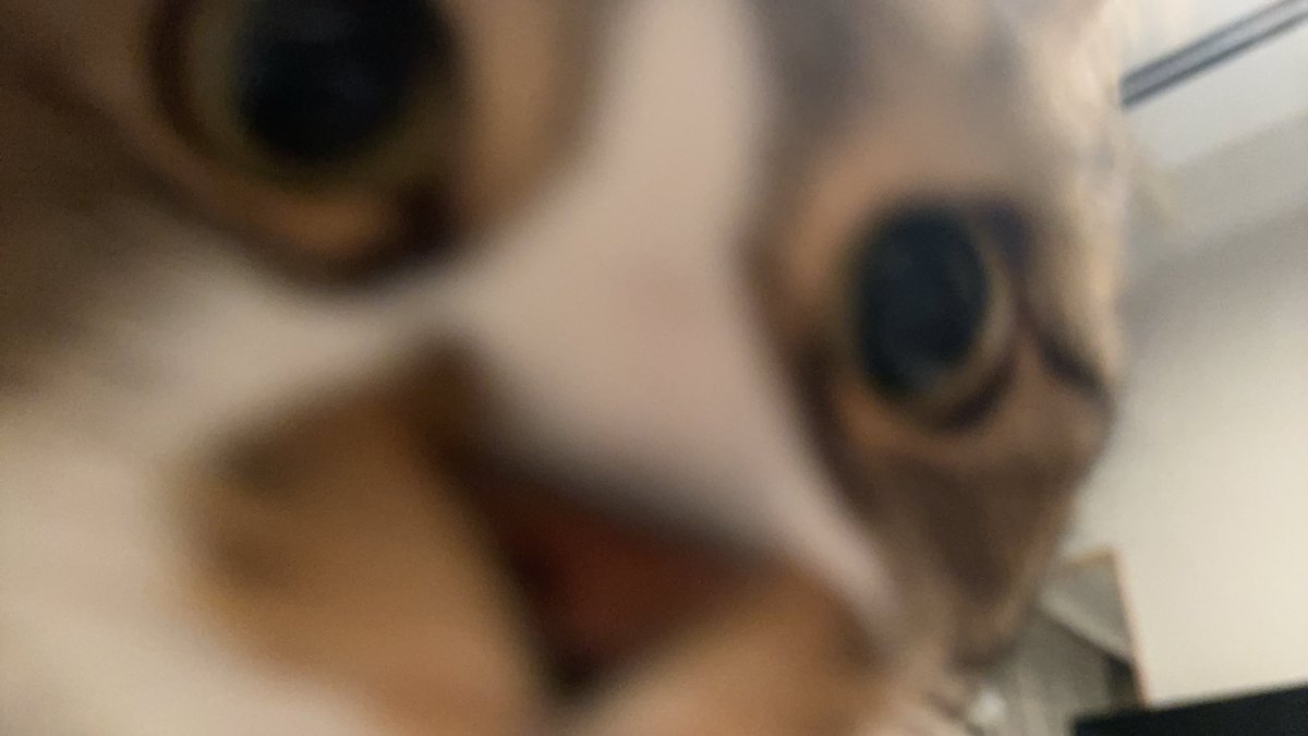 おはごま https://t.co/y4ZnMLAtzd