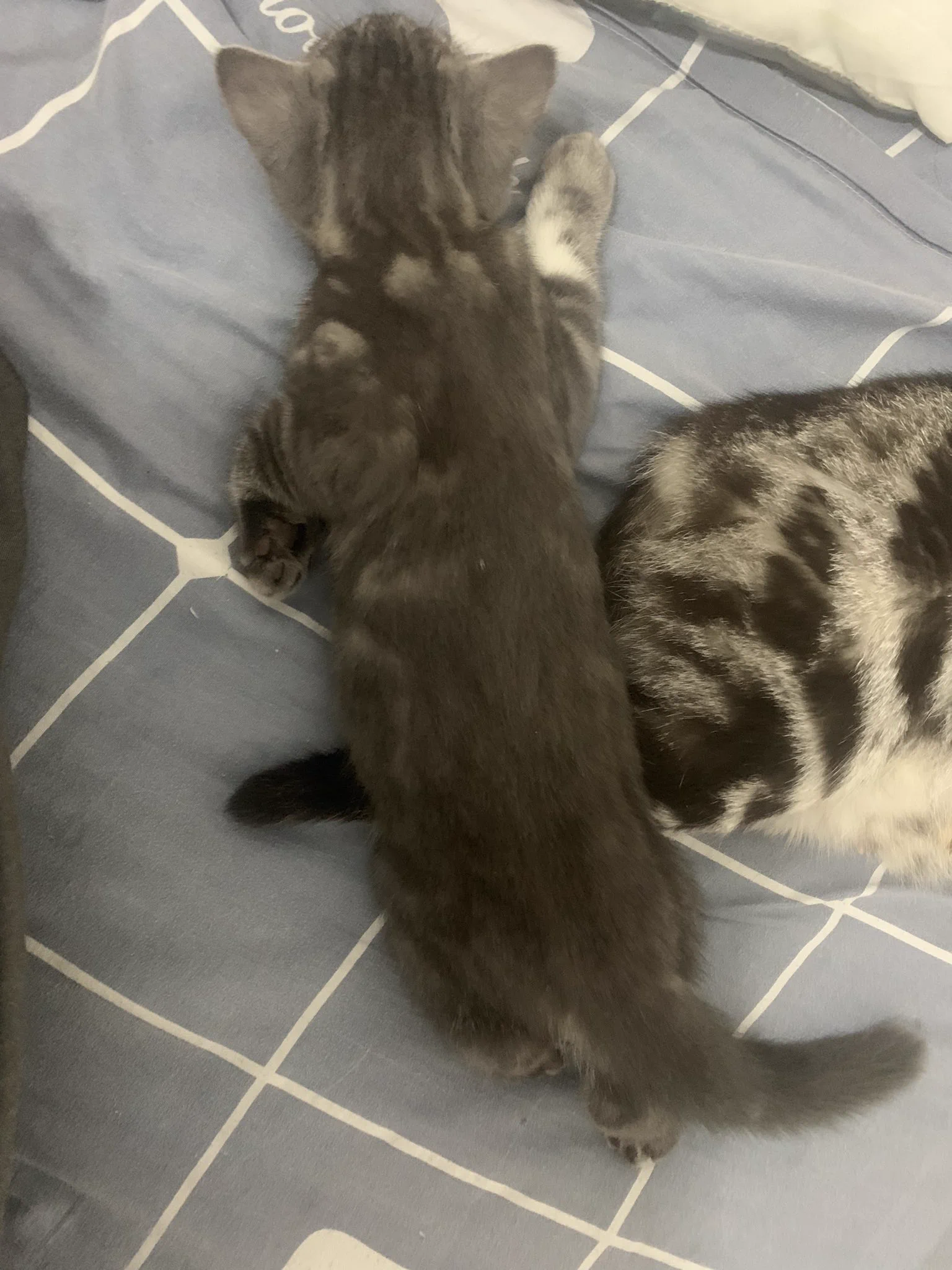 @Amy14913 可爱猫猫虫✧⁺⸜(●˙▾˙●)⸝⁺✧ https://t.co/zjX19o0XMa