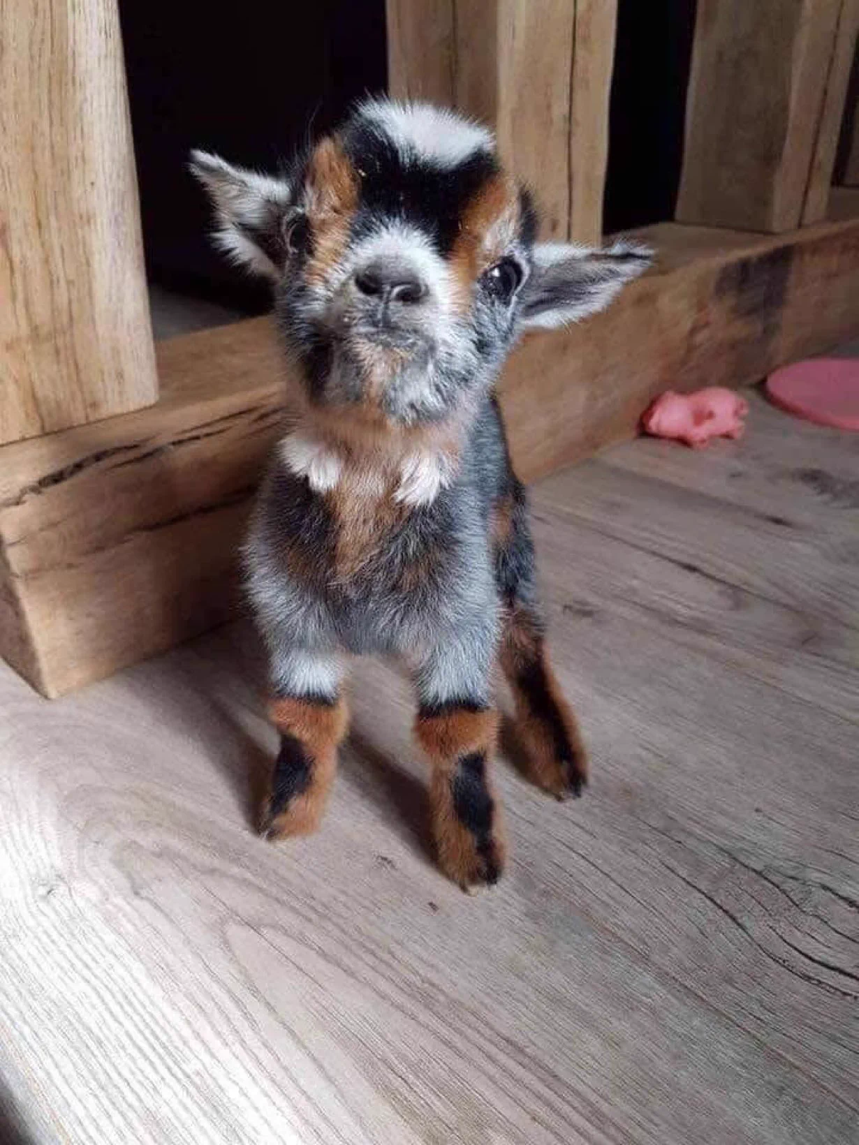 Hello world , i’m 13 minutes old 🥰 https://t.co/kiMifxuuWc