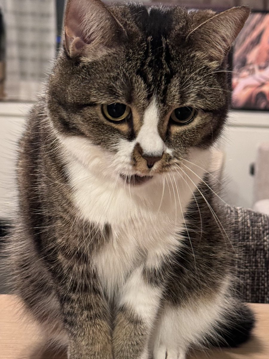 おはごま

アクビ途中の絶妙な顔を激写 https://t.co/ZlKJ33JGhR