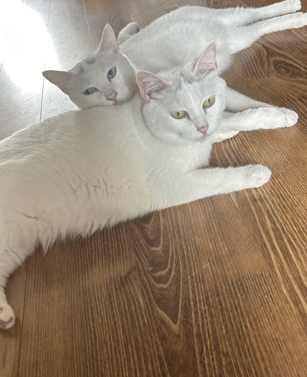 @kenan4757 我家的是从浓变淡了 https://t.co/IFAdKSNlud