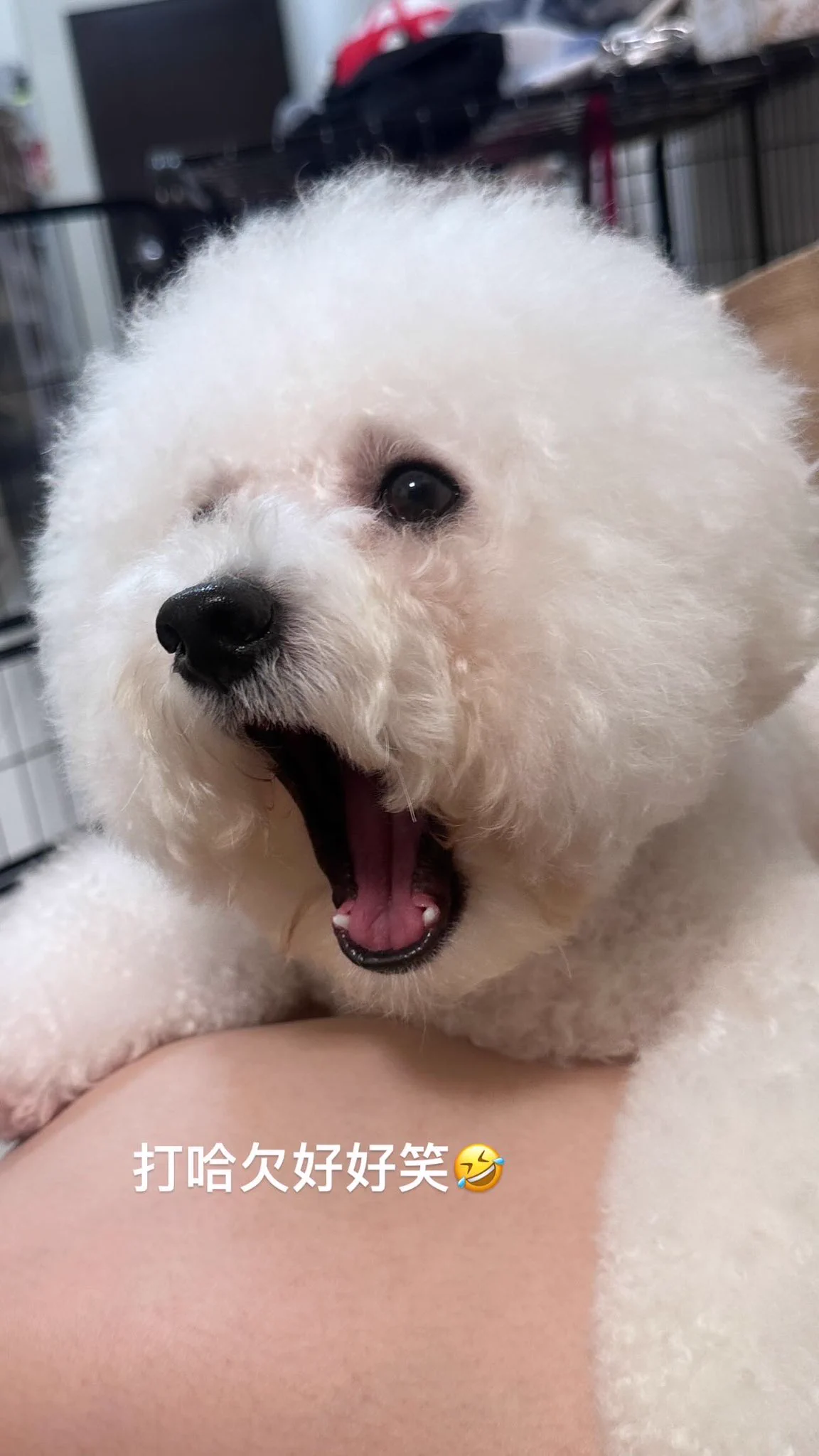 波波打哈欠好可愛🤣 https://t.co/UOs4NTpdls