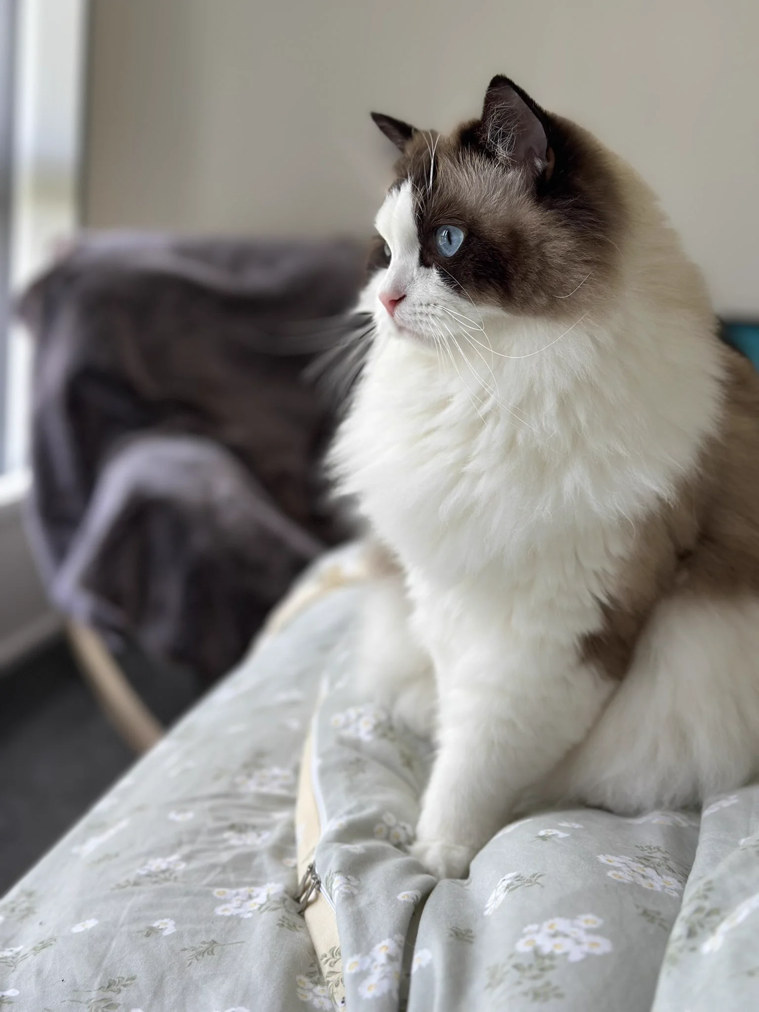 我的美猫🐱 https://t.co/7VJUYJJA3t