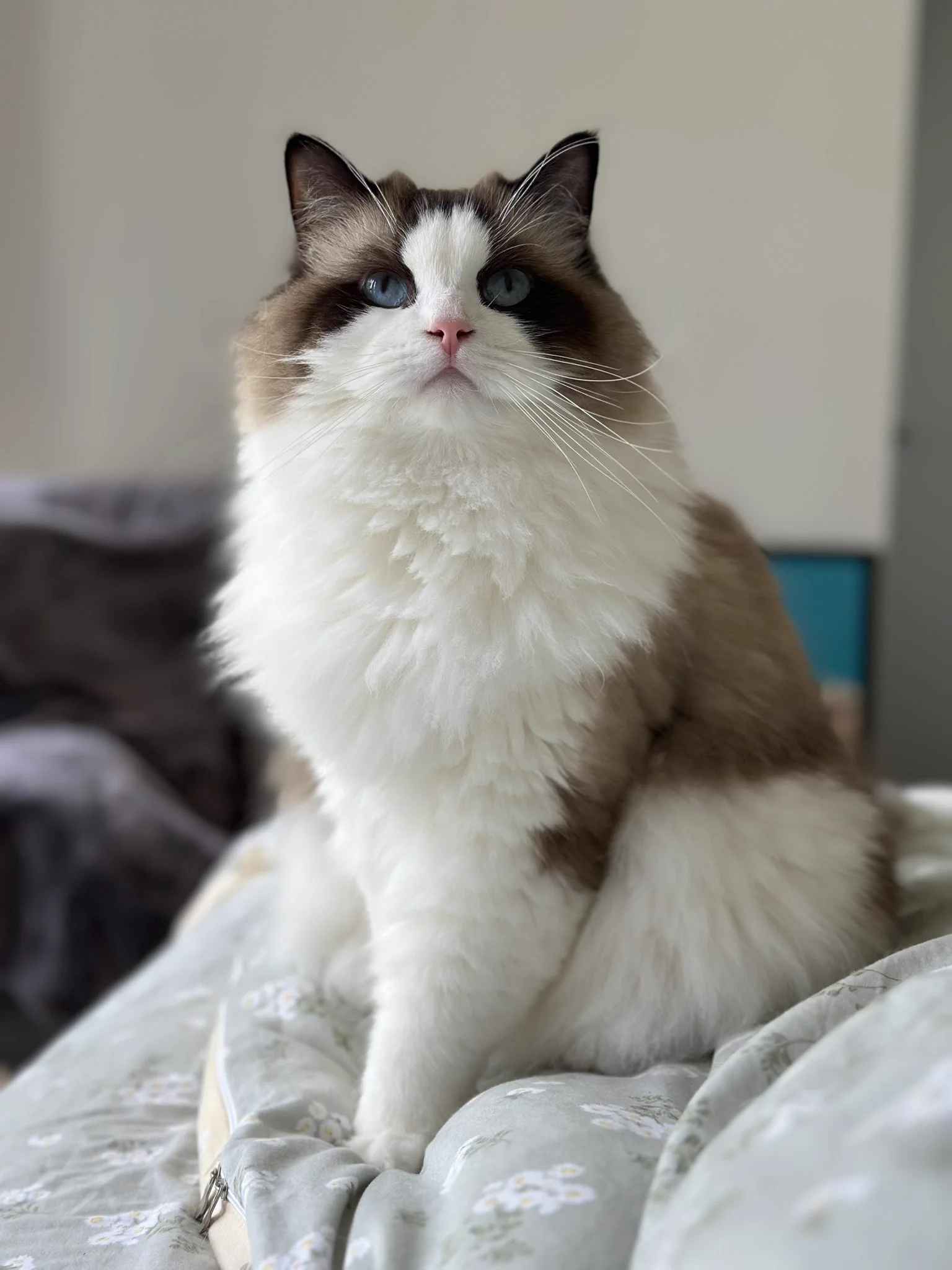 我的美猫🐱 https://t.co/7VJUYJJA3t