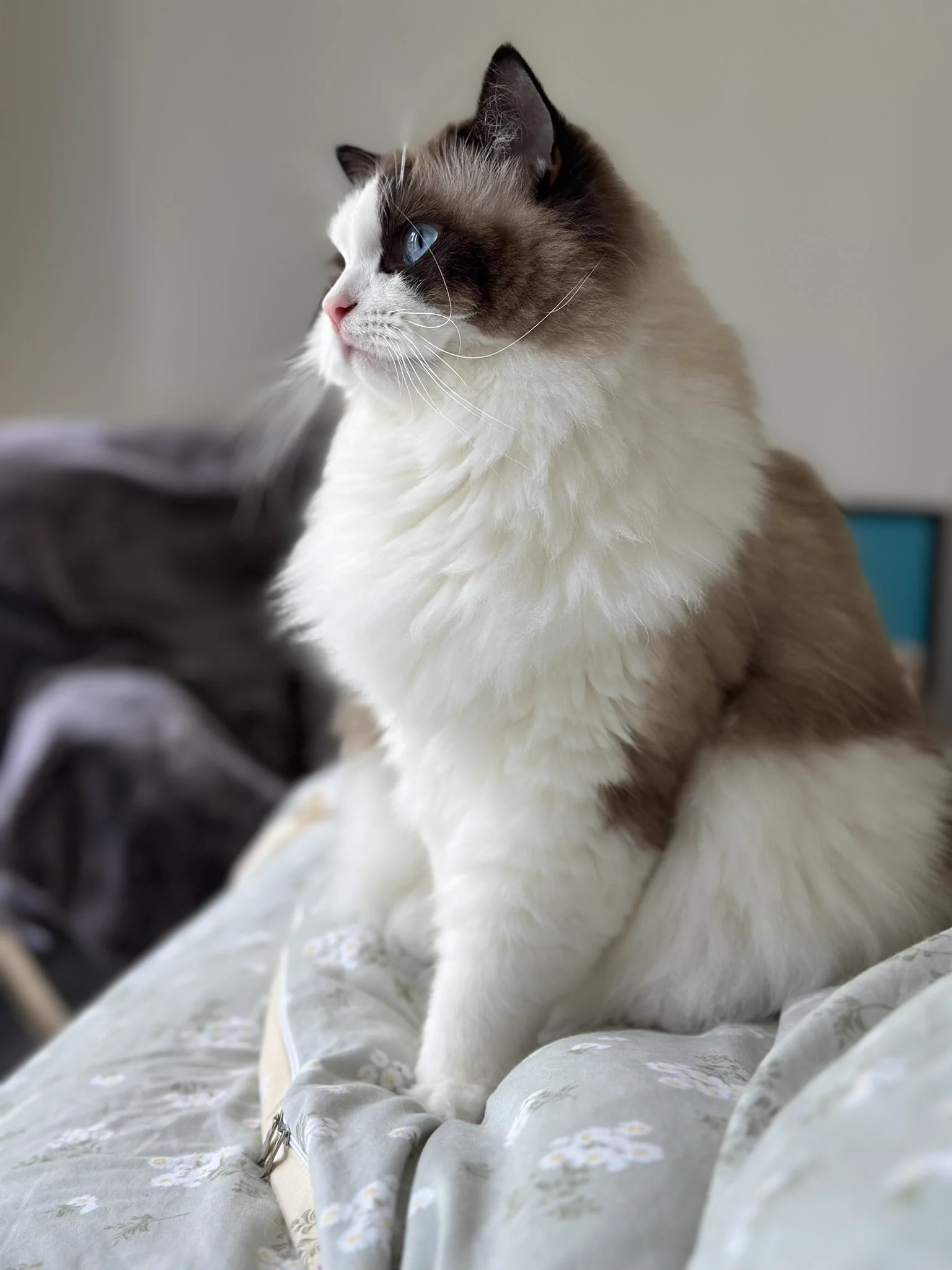 我的美猫🐱 https://t.co/7VJUYJJA3t