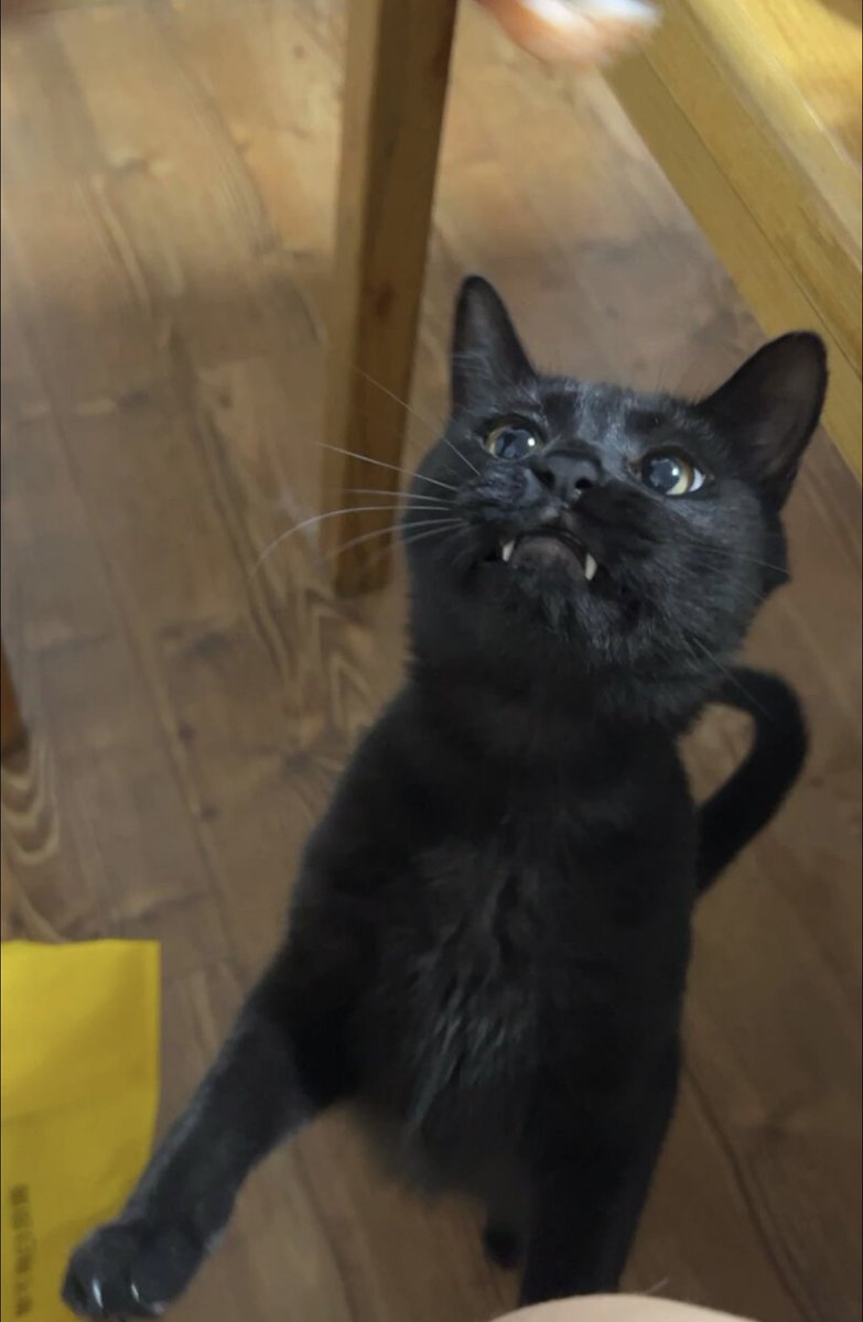 怀疑被芝麻上身了
一想到吃虾就馋的不行 https://t.co/8uY8mJI1nW