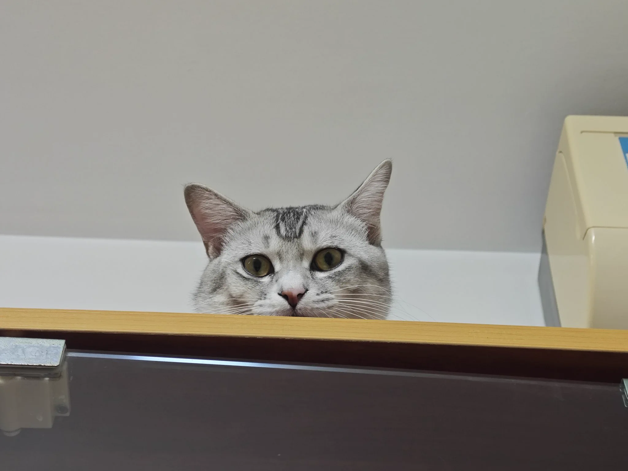 @EErBBaO 哈哈哈哈给你看他的刘海，他喜欢吃tree tree的冻干 https://t.co/fBVXoeVKy3