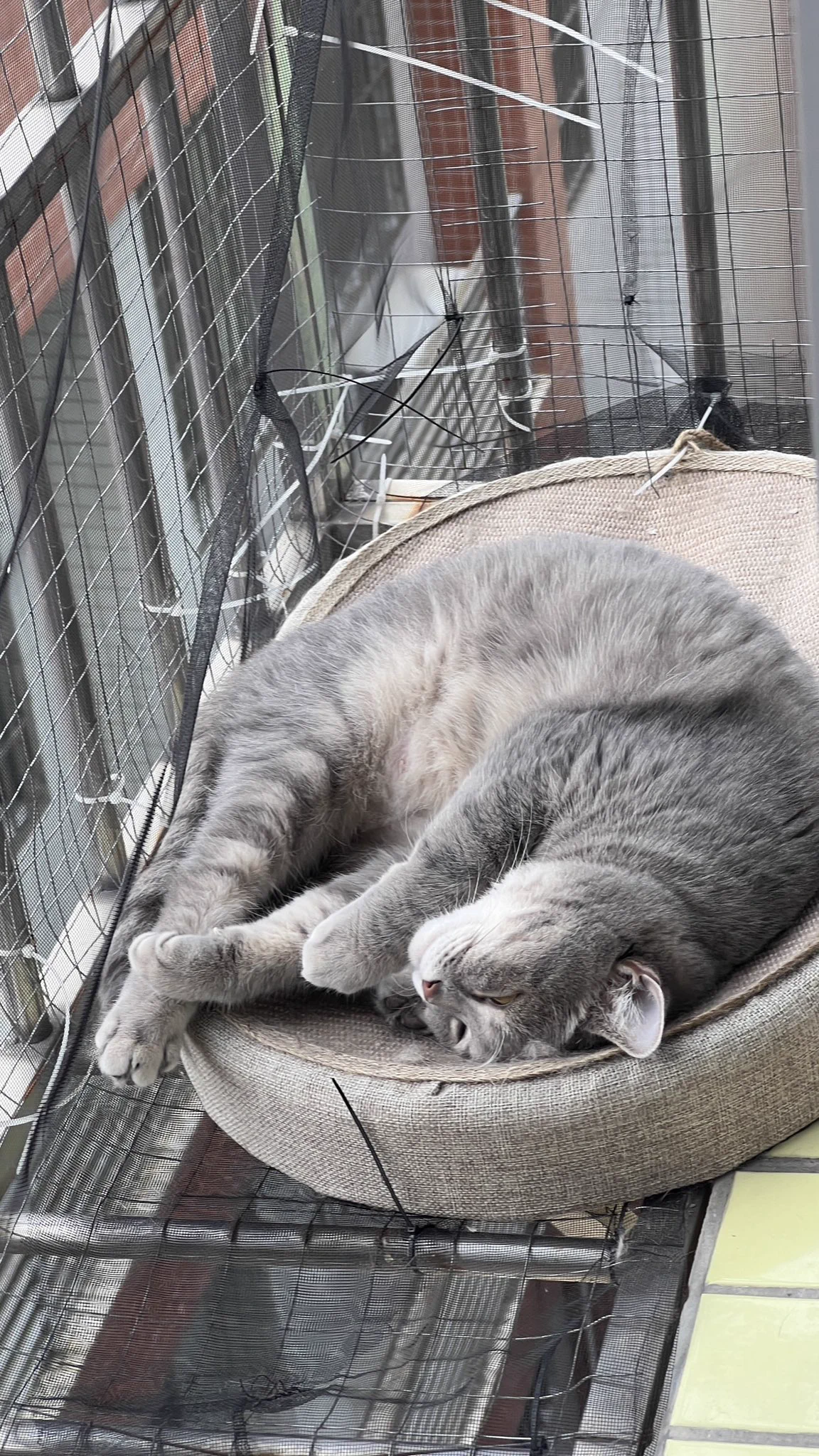 慵懒晒阳光 https://t.co/fnrXOsvb9O