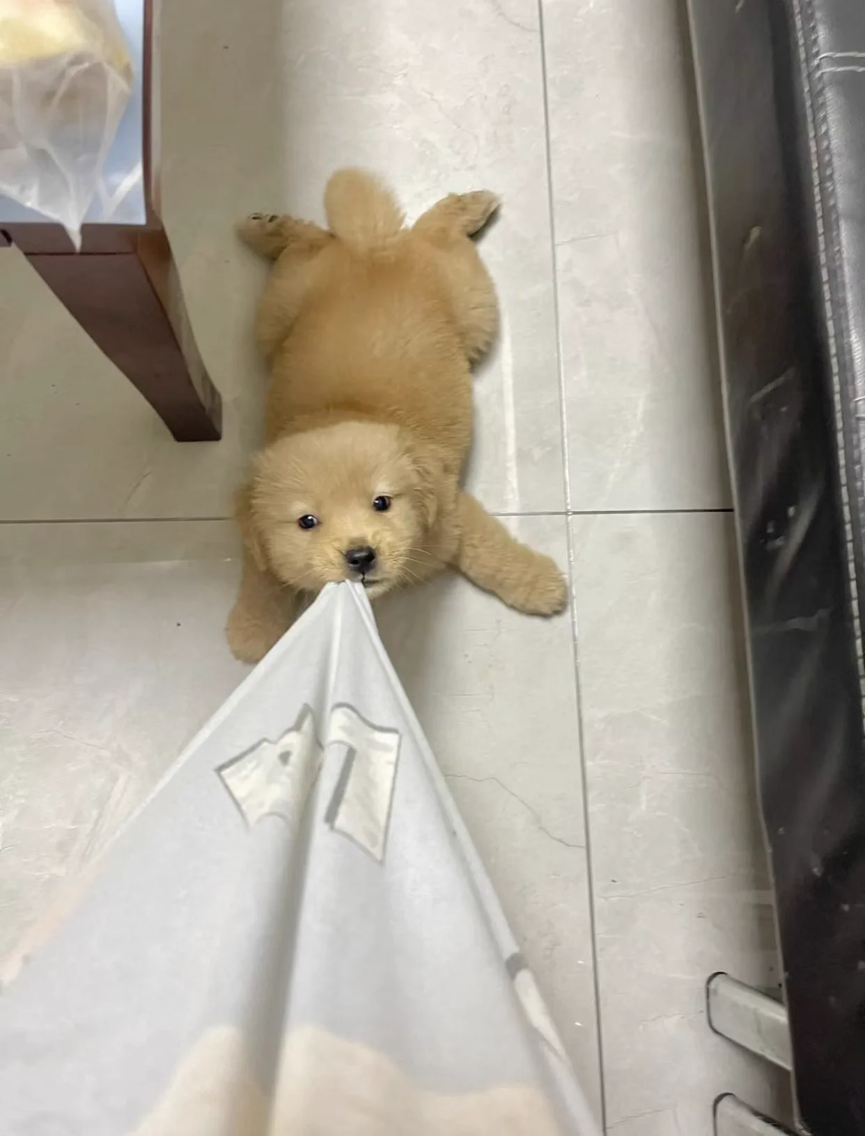 扯我衣服，今晚我就跟这只小金毛犬交了 https://t.co/AF76tAVNnY