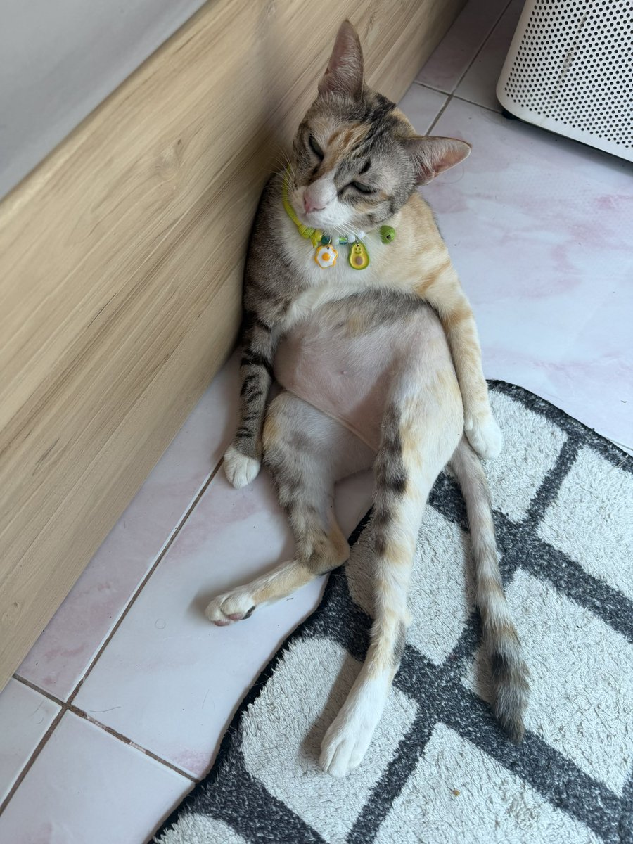 ฝากซัพผลงานที่แอพ LIKEY พีชน้า 🌷
พีชลงงานในนี้ค่ะ  จ่ายเงินได้ทุกช่องสแกนพร้อมเพย์ก็มี ตัดบัตรเครดิตเดบิตได้ ทรูวอลเลตได้ตามสะดวก 💖  (พีชไม่รับโอนตรงนะคะ)
https://t.co/0WepC8YMjL https://t.co/FcxW6JU8st