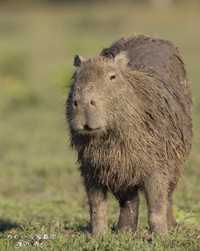 おはようございます。

#カピバラ #capybara #水豚 #おはよう https://t.co/cpzoS113k7