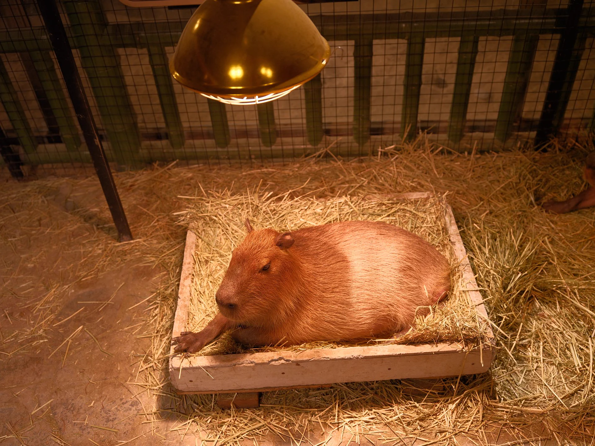 Capybara@haiyangself1 https://t.co/rvENHa0b0e