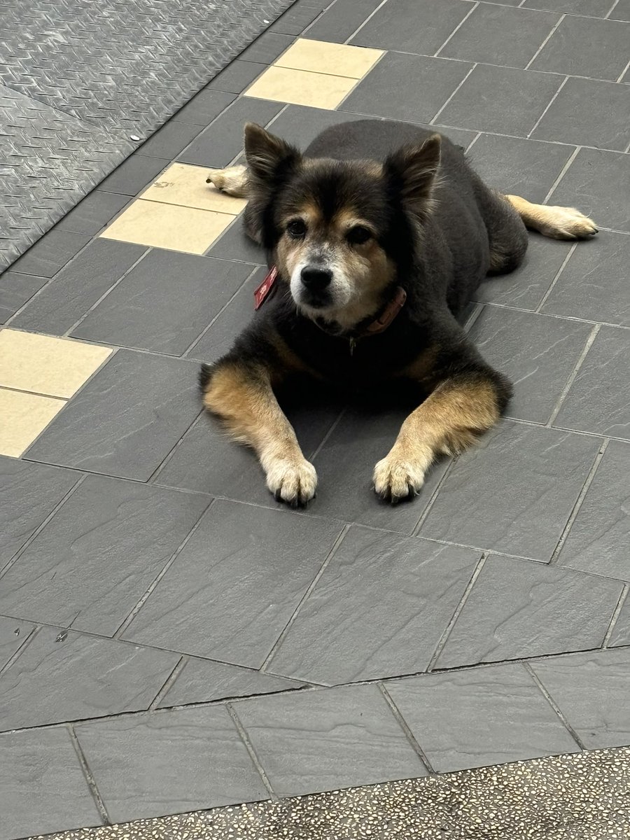 幹…
公車又坐過頭了
有夠麻煩
剛剛路過看到一隻店狗有夠可愛
我覺得我隨時需要可愛的小動物來療癒我
或是我自己當一隻可愛的小寵物 https://t.co/UXUo9bUKjy