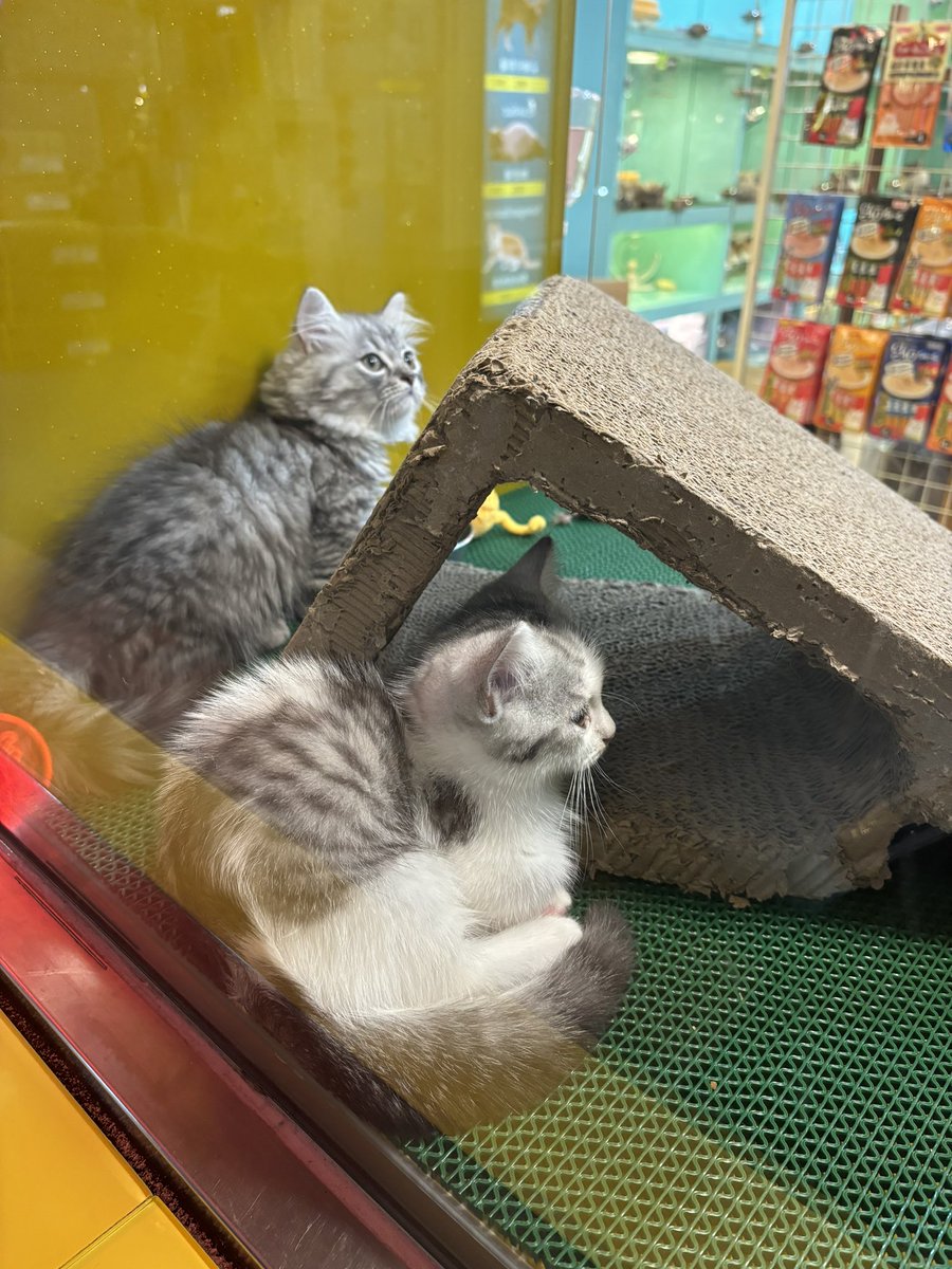 看到了可愛狗狗之後又看到了可愛貓貓！
乾好想養貓貓🥹 https://t.co/DtC9OiYTXG